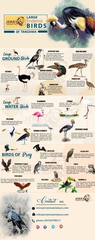 Large Endemic Birds Of Tanzania - A haven for bird Lovers