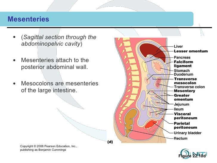 Combined 02 clinical training--anatomy