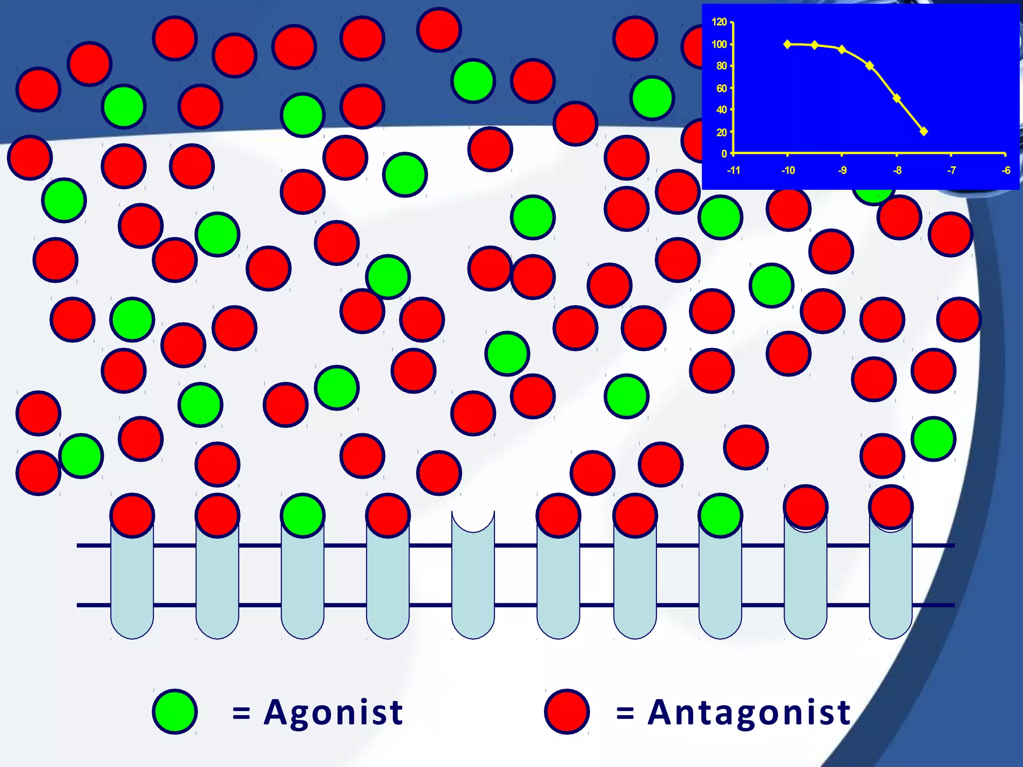 120
100
80
60
40
20
0
= Agonist = Antagonist
-11 -10 -9 -8 -7 -6
 