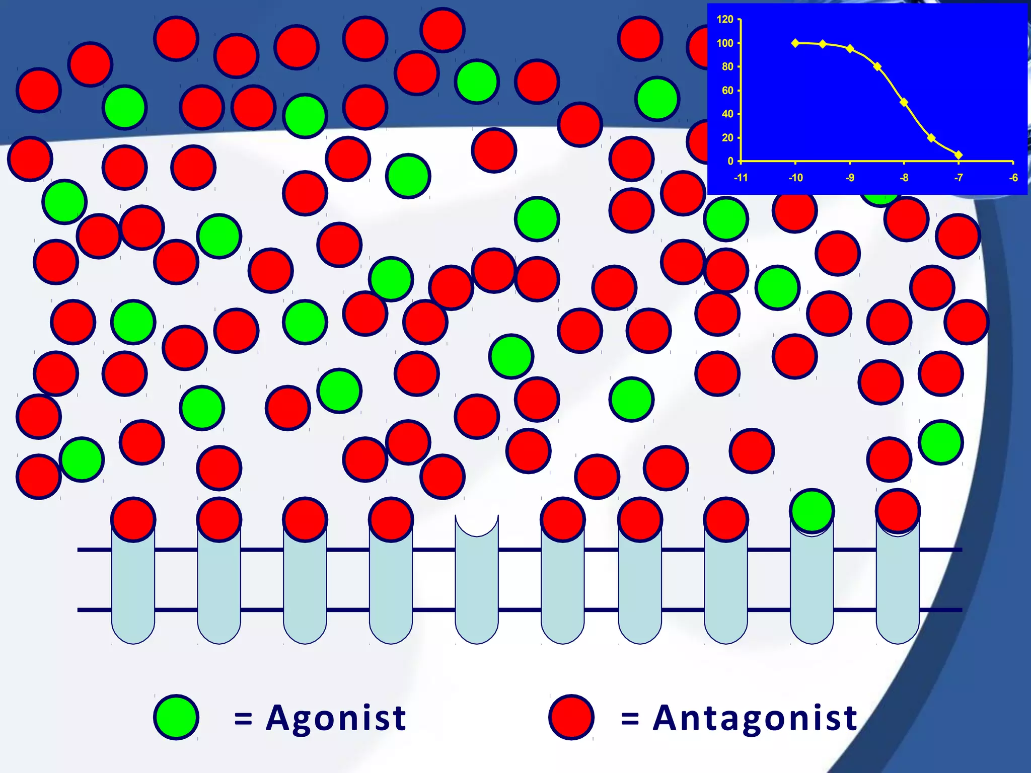 120
100
80
60
40
20
0
= Agonist = Antagonist
-11 -10 -9 -8 -7 -6
 