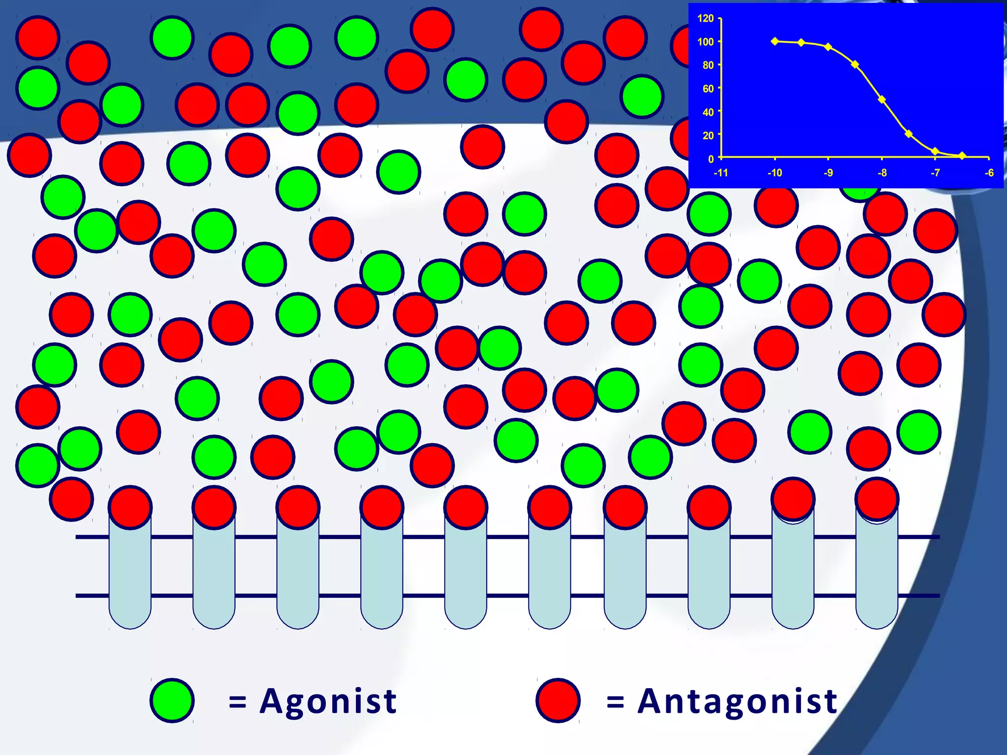 120
100
80
60
40
20
0
= Agonist = Antagonist
-11 -10 -9 -8 -7 -6
 
