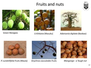 Fruits and nuts
Green Mangoes Adansonia digitata (Baobao)
P. curatellifolia fruits (Maula) Strychnos cocculoides fruits
17...