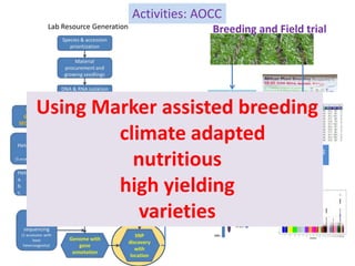 Activities: AOCC
Phenotyping
data
SNP Chip
Genotyping
data
Breeding and Field trialLab Resource Generation
Using Marker as...