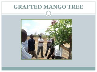 GRAFTED MANGO TREE
 
