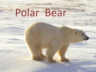Polar Bear
 