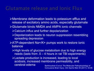 Membrane deformation leads to potassium efflux and release of excitatory amino acids, especially glutamate Glutamate binds NMDA and AMPA ionic channels Calcium influx and further depolarization Depolarization leads to neuron suppression resembling spreading depression ATP-dependent Na+/K+ pumps work to restore ionic balance High levels of glucose metabolism due to high energy needs (lasts from .5 – 4 hours in rat TBI experiments) Lactate production is increased, leading to local acidosis, increased membrane permeability, and cerebral edema Barkhoudrain G et al. The Molecular Pathophysiology of Concussive Brain Injury. Clin Sports Med 30 (2011): 33-48. 