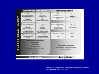 Schmidt OI. Closed head injury—an inflammatory disease?  Brain Res Rev 2005; 48: 388 