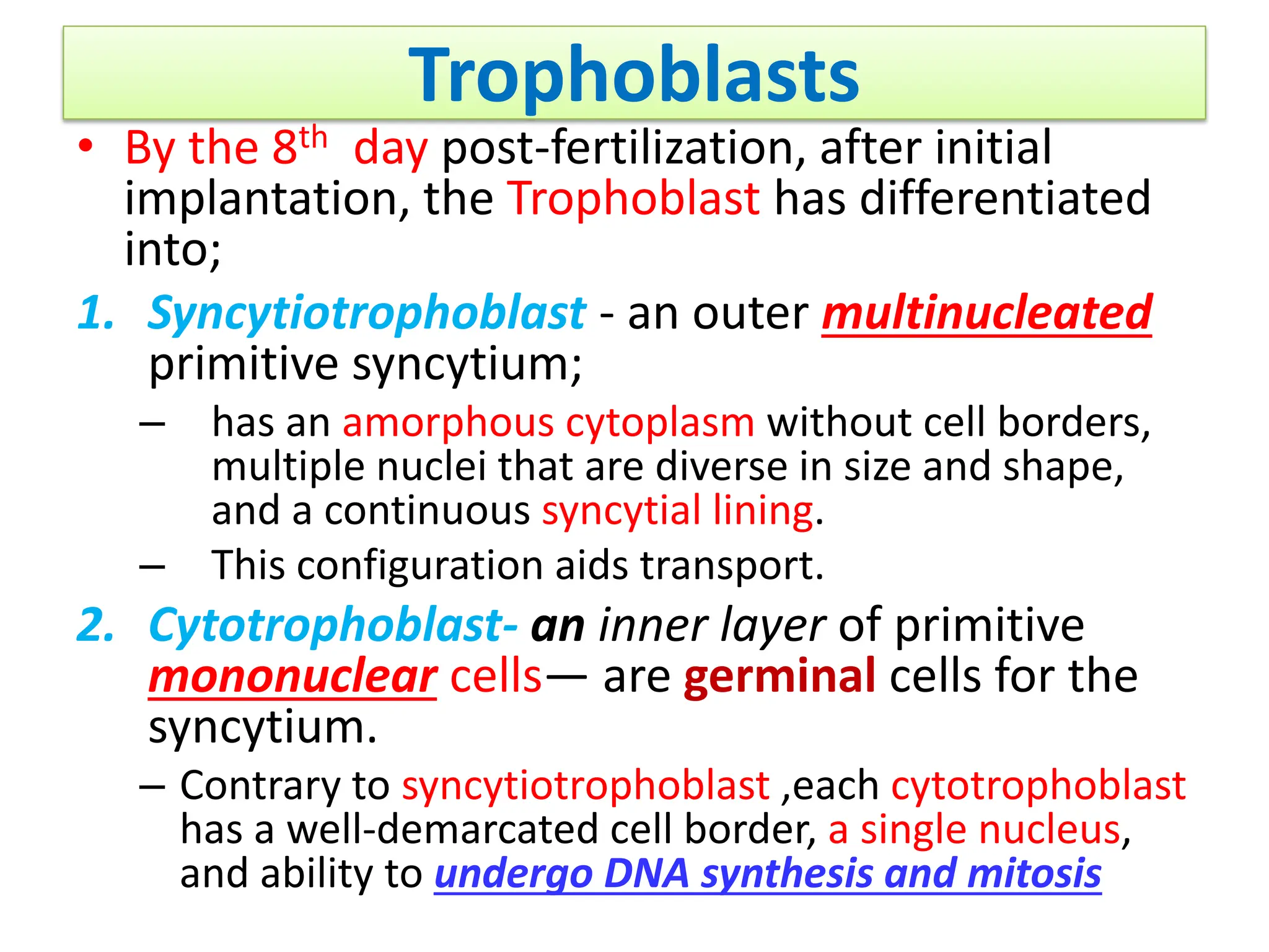 Trophoblasts
• By the 8th day post-fertilization, after initial
implantation, the Trophoblast has differentiated
into;
1. Syncytiotrophoblast - an outer multinucleated
primitive syncytium;
– has an amorphous cytoplasm without cell borders,
multiple nuclei that are diverse in size and shape,
and a continuous syncytial lining.
– This configuration aids transport.
2. Cytotrophoblast- an inner layer of primitive
mononuclear cells— are germinal cells for the
syncytium.
– Contrary to syncytiotrophoblast ,each cytotrophoblast
has a well-demarcated cell border, a single nucleus,
and ability to undergo DNA synthesis and mitosis
 