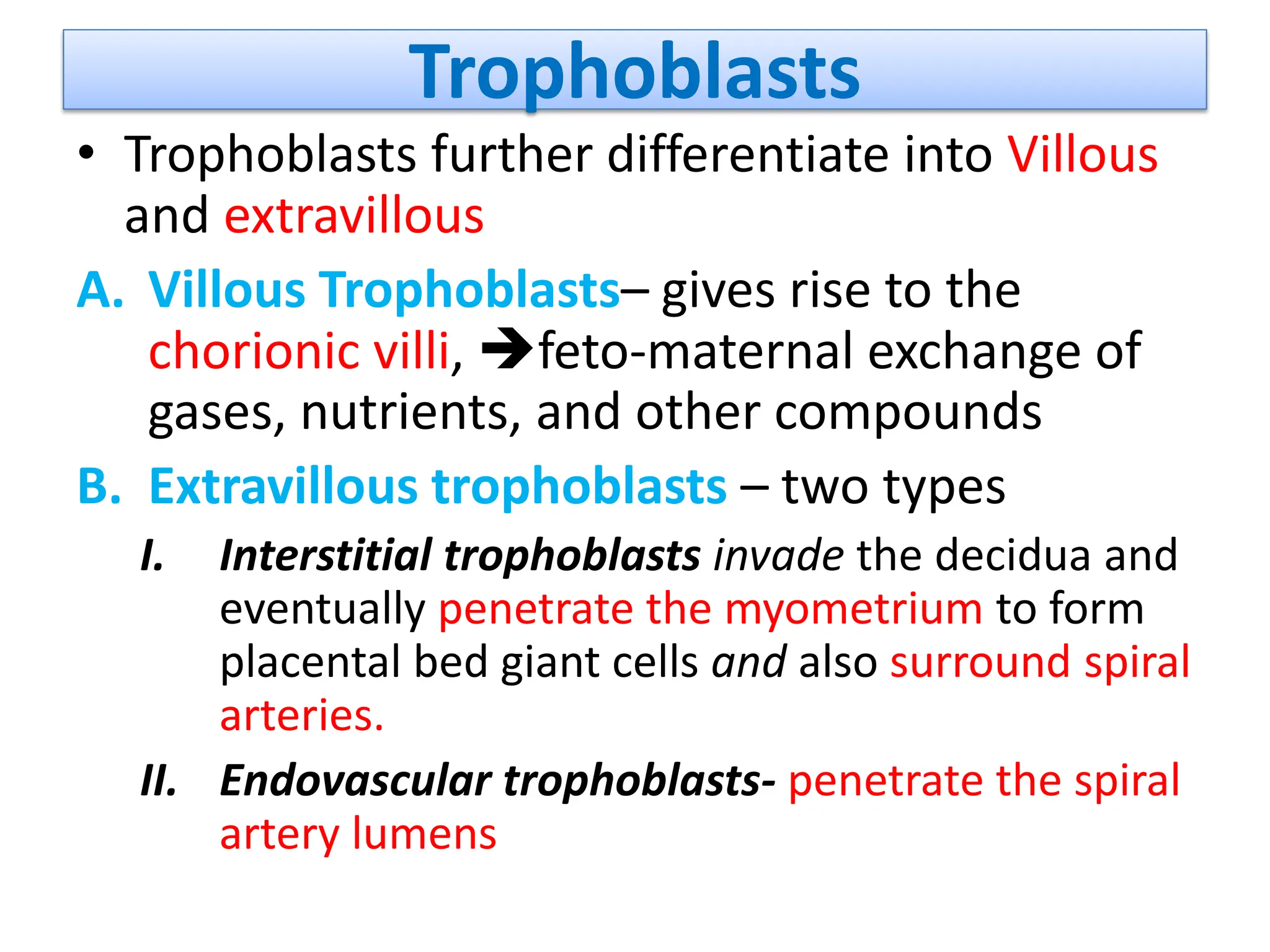 Trophoblasts
• Trophoblasts further differentiate into Villous
and extravillous
A. Villous Trophoblasts– gives rise to the
chorionic villi, feto-maternal exchange of
gases, nutrients, and other compounds
B. Extravillous trophoblasts – two types
I. Interstitial trophoblasts invade the decidua and
eventually penetrate the myometrium to form
placental bed giant cells and also surround spiral
arteries.
II. Endovascular trophoblasts- penetrate the spiral
artery lumens
 