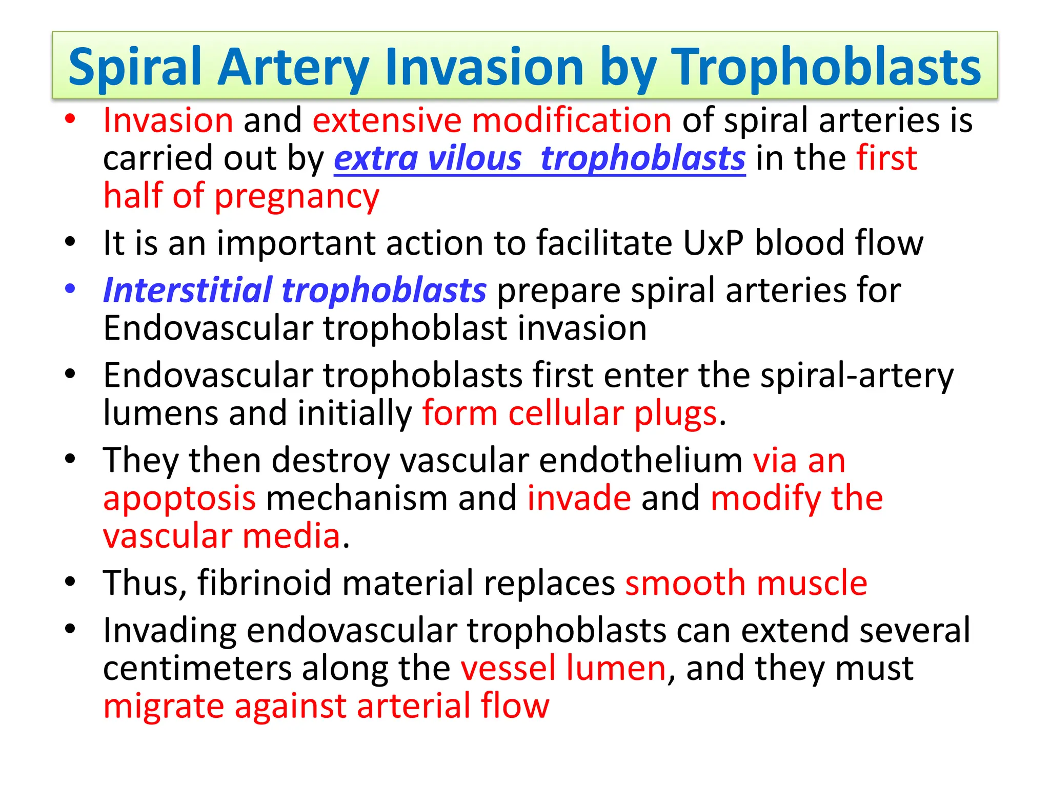 Spiral Artery Invasion by Trophoblasts
• Invasion and extensive modification of spiral arteries is
carried out by extra vilous trophoblasts in the first
half of pregnancy
• It is an important action to facilitate UxP blood flow
• Interstitial trophoblasts prepare spiral arteries for
Endovascular trophoblast invasion
• Endovascular trophoblasts first enter the spiral-artery
lumens and initially form cellular plugs.
• They then destroy vascular endothelium via an
apoptosis mechanism and invade and modify the
vascular media.
• Thus, fibrinoid material replaces smooth muscle
• Invading endovascular trophoblasts can extend several
centimeters along the vessel lumen, and they must
migrate against arterial flow
 
