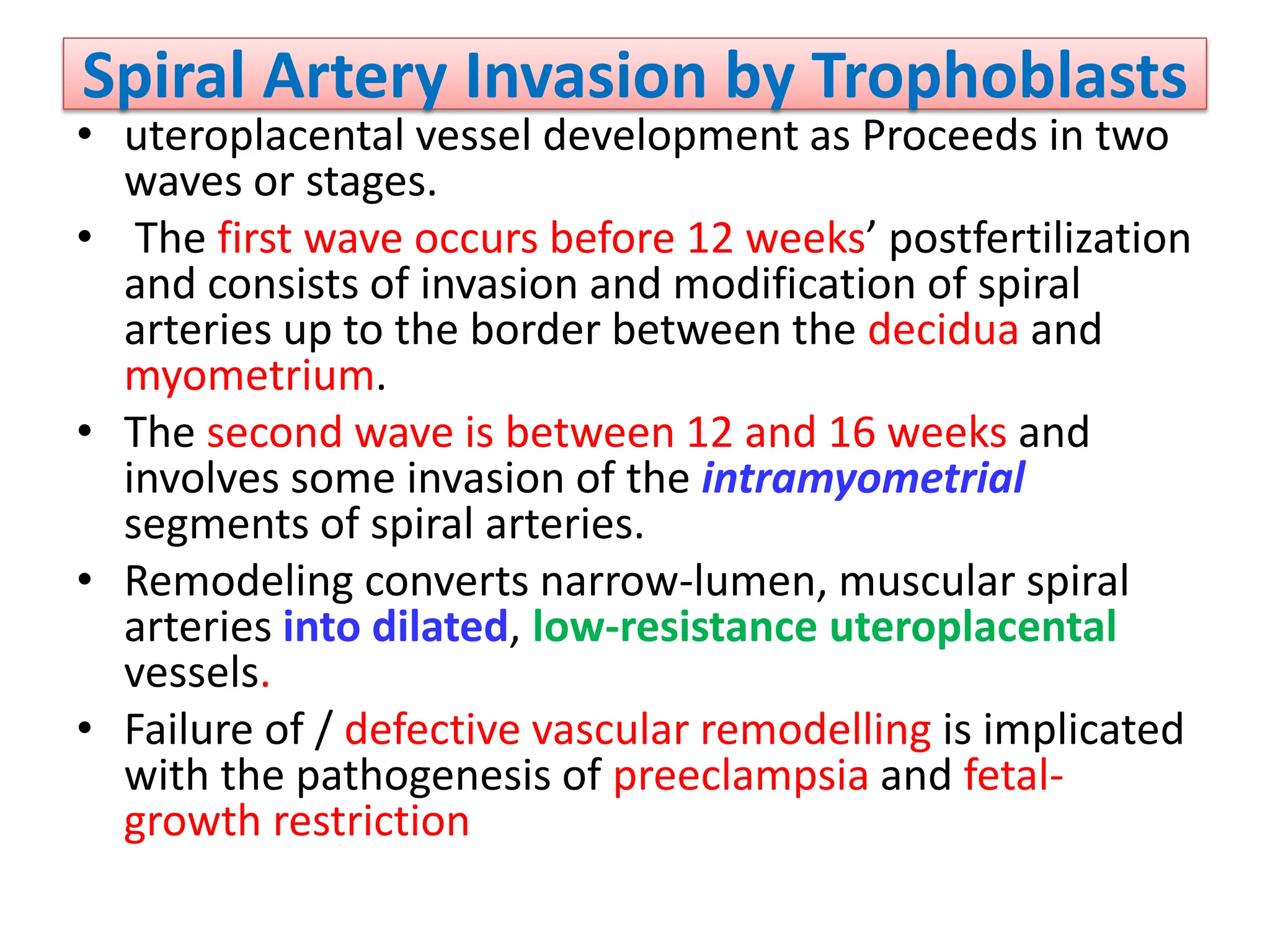 Spiral Artery Invasion by Trophoblasts
• uteroplacental vessel development as Proceeds in two
waves or stages.
• The first wave occurs before 12 weeks’ postfertilization
and consists of invasion and modification of spiral
arteries up to the border between the decidua and
myometrium.
• The second wave is between 12 and 16 weeks and
involves some invasion of the intramyometrial
segments of spiral arteries.
• Remodeling converts narrow-lumen, muscular spiral
arteries into dilated, low-resistance uteroplacental
vessels.
• Failure of / defective vascular remodelling is implicated
with the pathogenesis of preeclampsia and fetal-
growth restriction
 