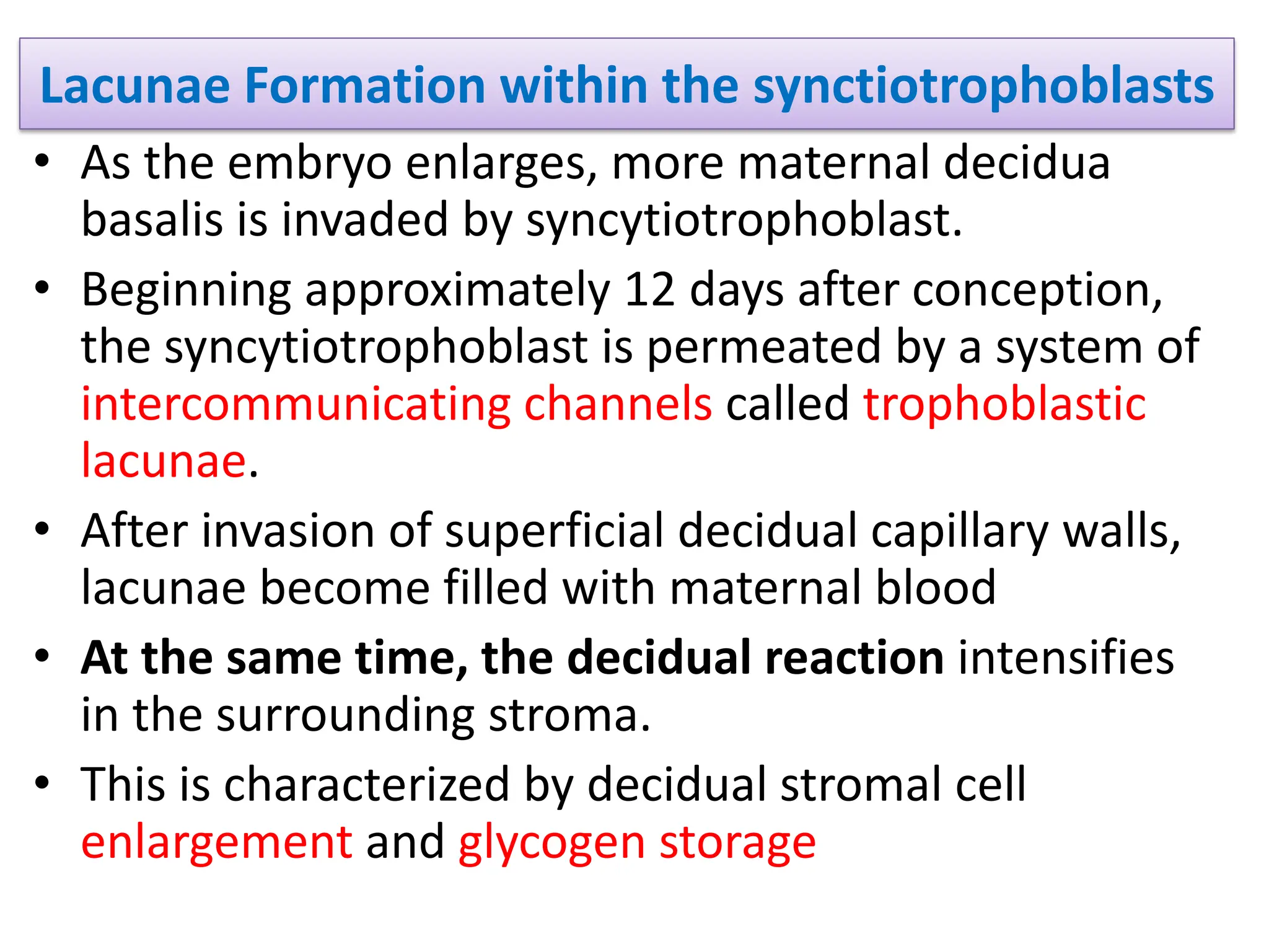Lacunae Formation within the synctiotrophoblasts
• As the embryo enlarges, more maternal decidua
basalis is invaded by syncytiotrophoblast.
• Beginning approximately 12 days after conception,
the syncytiotrophoblast is permeated by a system of
intercommunicating channels called trophoblastic
lacunae.
• After invasion of superficial decidual capillary walls,
lacunae become filled with maternal blood
• At the same time, the decidual reaction intensifies
in the surrounding stroma.
• This is characterized by decidual stromal cell
enlargement and glycogen storage
 