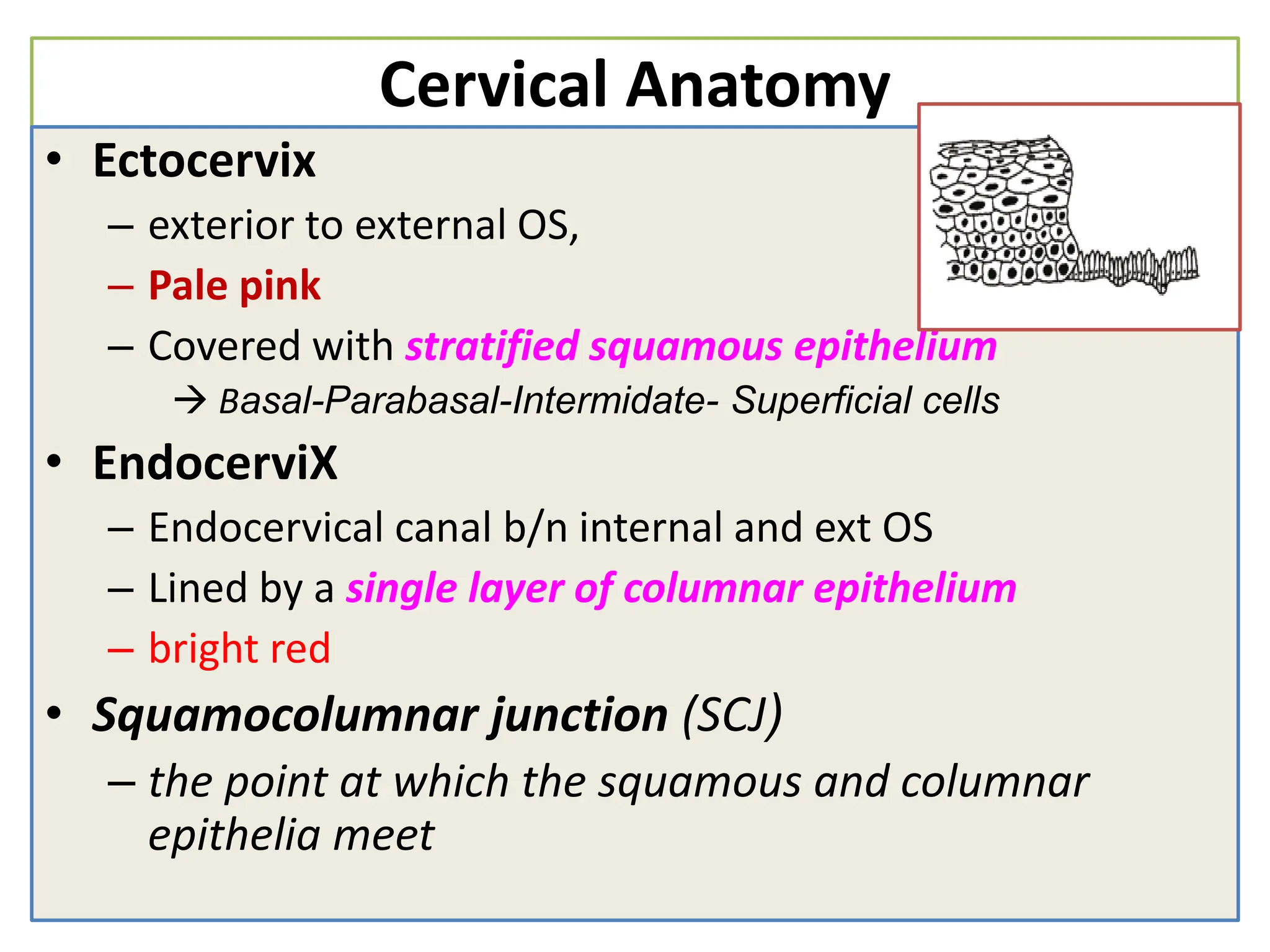 Cervical Anatomy
• Ectocervix
– exterior to external OS,
– Pale pink
– Covered with stratified squamous epithelium
 Basal-Parabasal-Intermidate- Superficial cells
• EndocerviX
– Endocervical canal b/n internal and ext OS
– Lined by a single layer of columnar epithelium
– bright red
• Squamocolumnar junction (SCJ)
– the point at which the squamous and columnar
epithelia meet
 