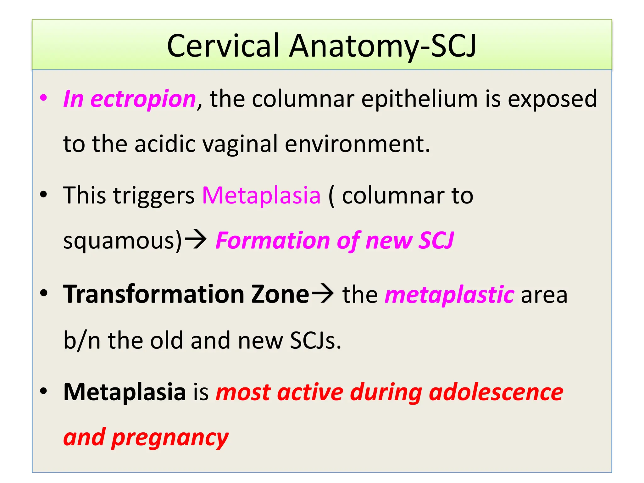 Cervical Anatomy-SCJ
• In ectropion, the columnar epithelium is exposed
to the acidic vaginal environment.
• This triggers Metaplasia ( columnar to
squamous) Formation of new SCJ
• Transformation Zone the metaplastic area
b/n the old and new SCJs.
• Metaplasia is most active during adolescence
and pregnancy
 