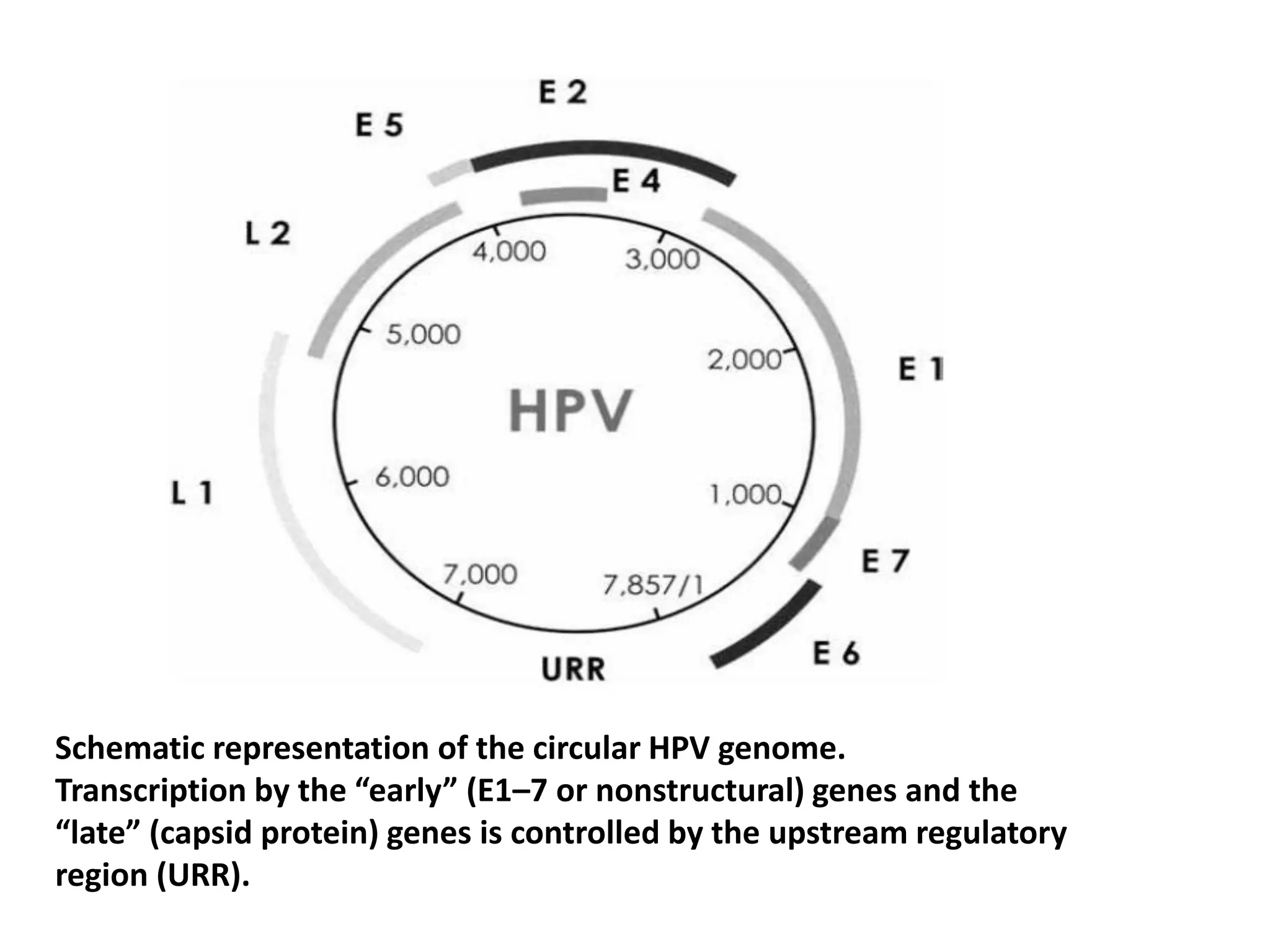 Schematic representation of the circular HPV genome.
Transcription by the “early” (E1–7 or nonstructural) genes and the
“late” (capsid protein) genes is controlled by the upstream regulatory
region (URR).
 