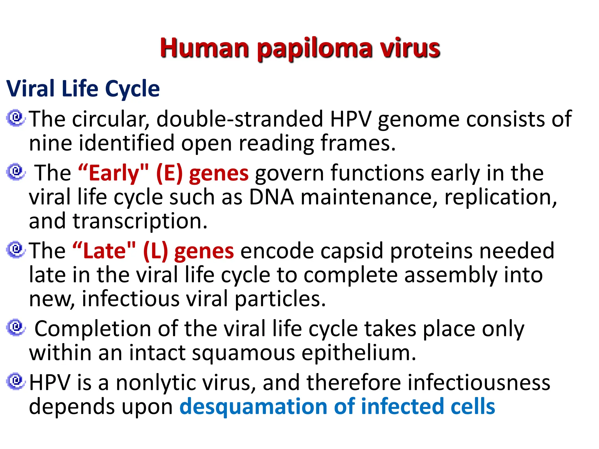 Viral Life Cycle
The circular, double-stranded HPV genome consists of
nine identified open reading frames.
The “Early" (E) genes govern functions early in the
viral life cycle such as DNA maintenance, replication,
and transcription.
The “Late" (L) genes encode capsid proteins needed
late in the viral life cycle to complete assembly into
new, infectious viral particles.
Completion of the viral life cycle takes place only
within an intact squamous epithelium.
HPV is a nonlytic virus, and therefore infectiousness
depends upon desquamation of infected cells
Human papiloma virus
 