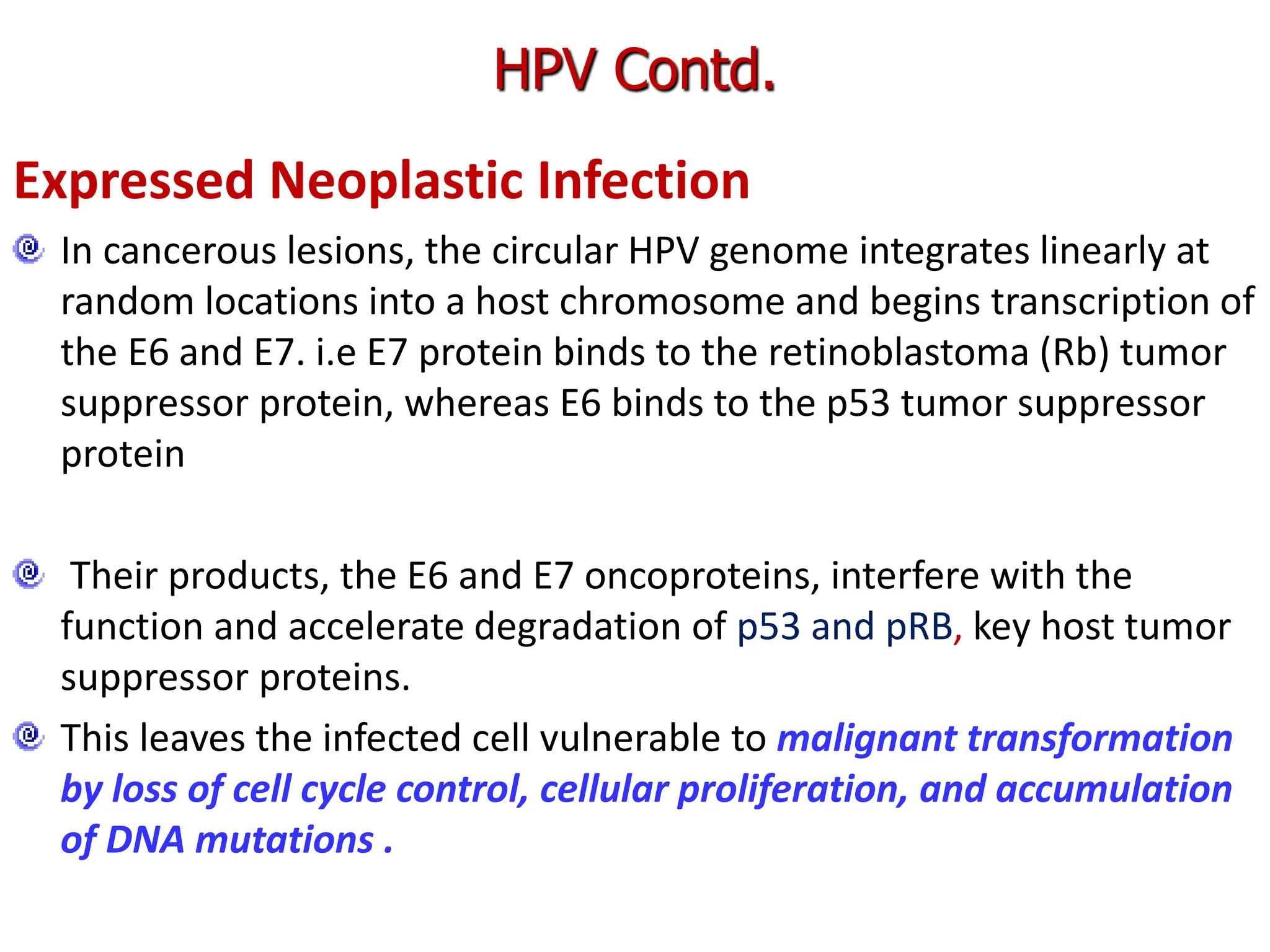 Expressed Neoplastic Infection
In cancerous lesions, the circular HPV genome integrates linearly at
random locations into a host chromosome and begins transcription of
the E6 and E7. i.e E7 protein binds to the retinoblastoma (Rb) tumor
suppressor protein, whereas E6 binds to the p53 tumor suppressor
protein
Their products, the E6 and E7 oncoproteins, interfere with the
function and accelerate degradation of p53 and pRB, key host tumor
suppressor proteins.
This leaves the infected cell vulnerable to malignant transformation
by loss of cell cycle control, cellular proliferation, and accumulation
of DNA mutations .
HPV Contd.
 