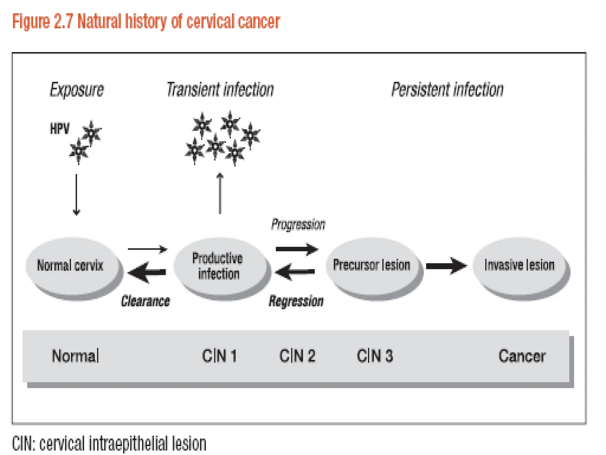 Risk factors
Strong association
- sexual risk factors
- Low socio economic status
- Multiparty
- Cigarette smoking
- Immunosuppression
- In utero DES exposure
Weak risk association/controversial
OCP, Nutrition
 