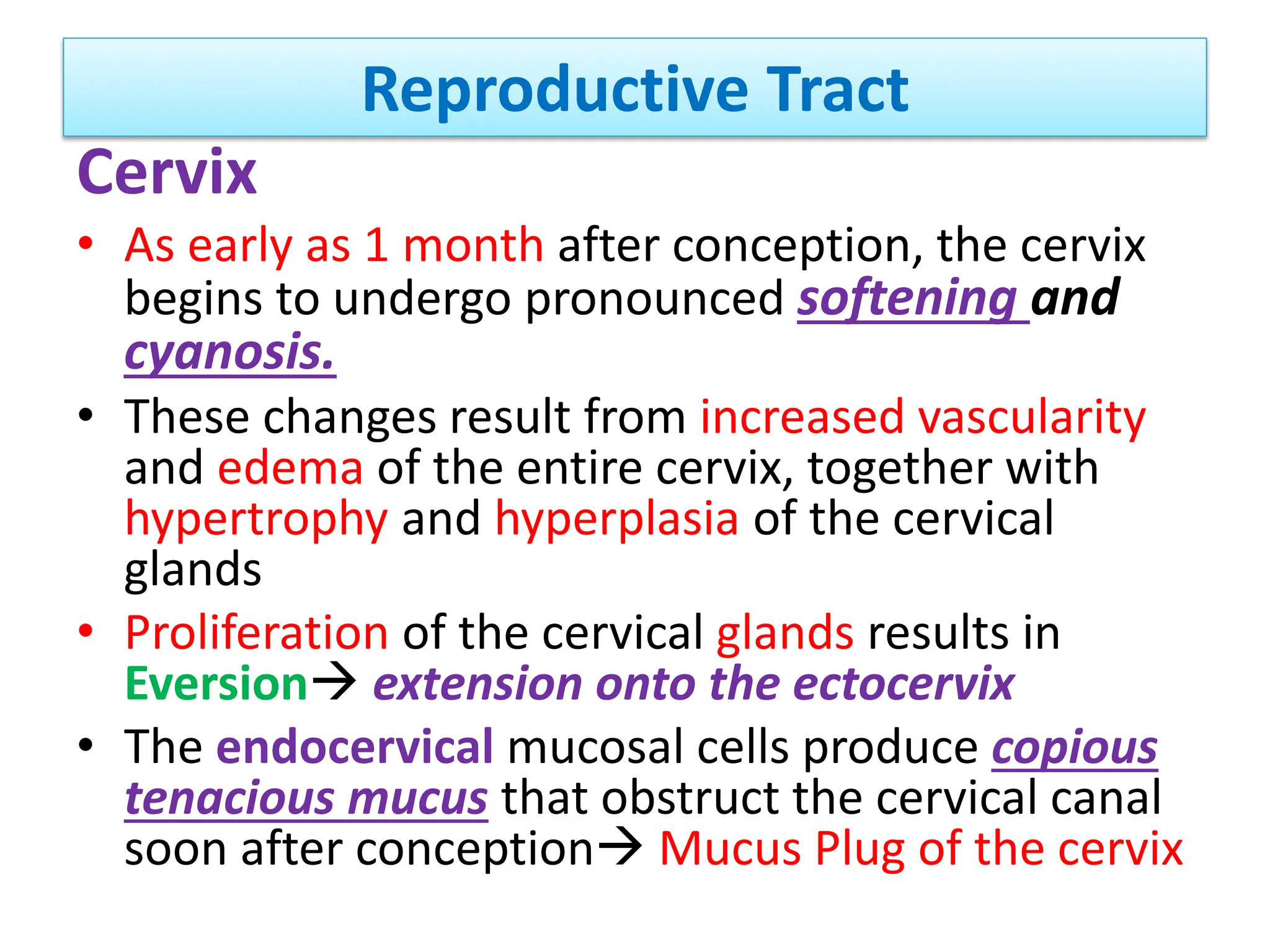 Reproductive Tract
Cervix
• As early as 1 month after conception, the cervix
begins to undergo pronounced softening and
cyanosis.
• These changes result from increased vascularity
and edema of the entire cervix, together with
hypertrophy and hyperplasia of the cervical
glands
• Proliferation of the cervical glands results in
Eversion extension onto the ectocervix
• The endocervical mucosal cells produce copious
tenacious mucus that obstruct the cervical canal
soon after conception Mucus Plug of the cervix
 