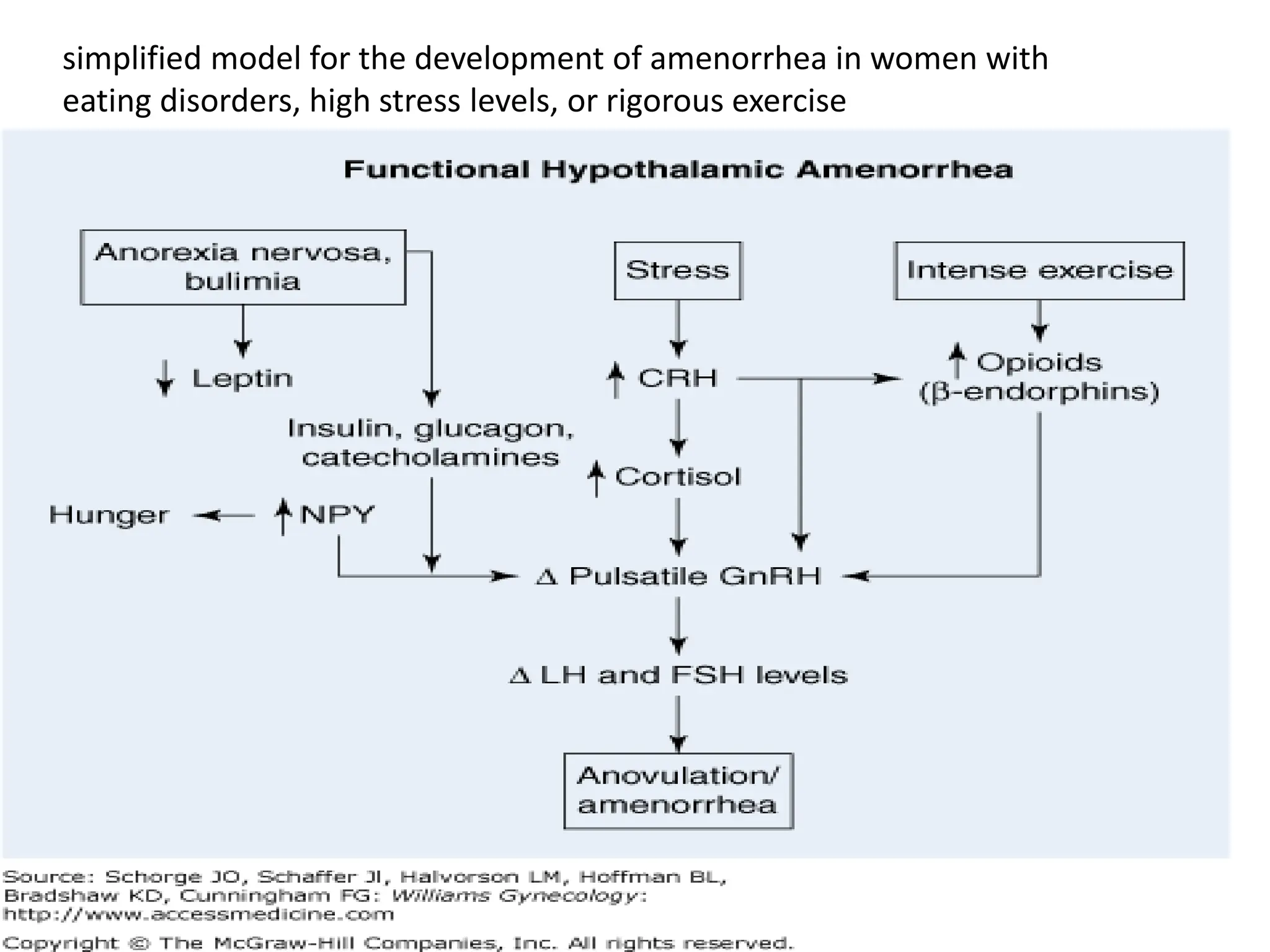 simplified model for the development of amenorrhea in women with
eating disorders, high stress levels, or rigorous exercise
 