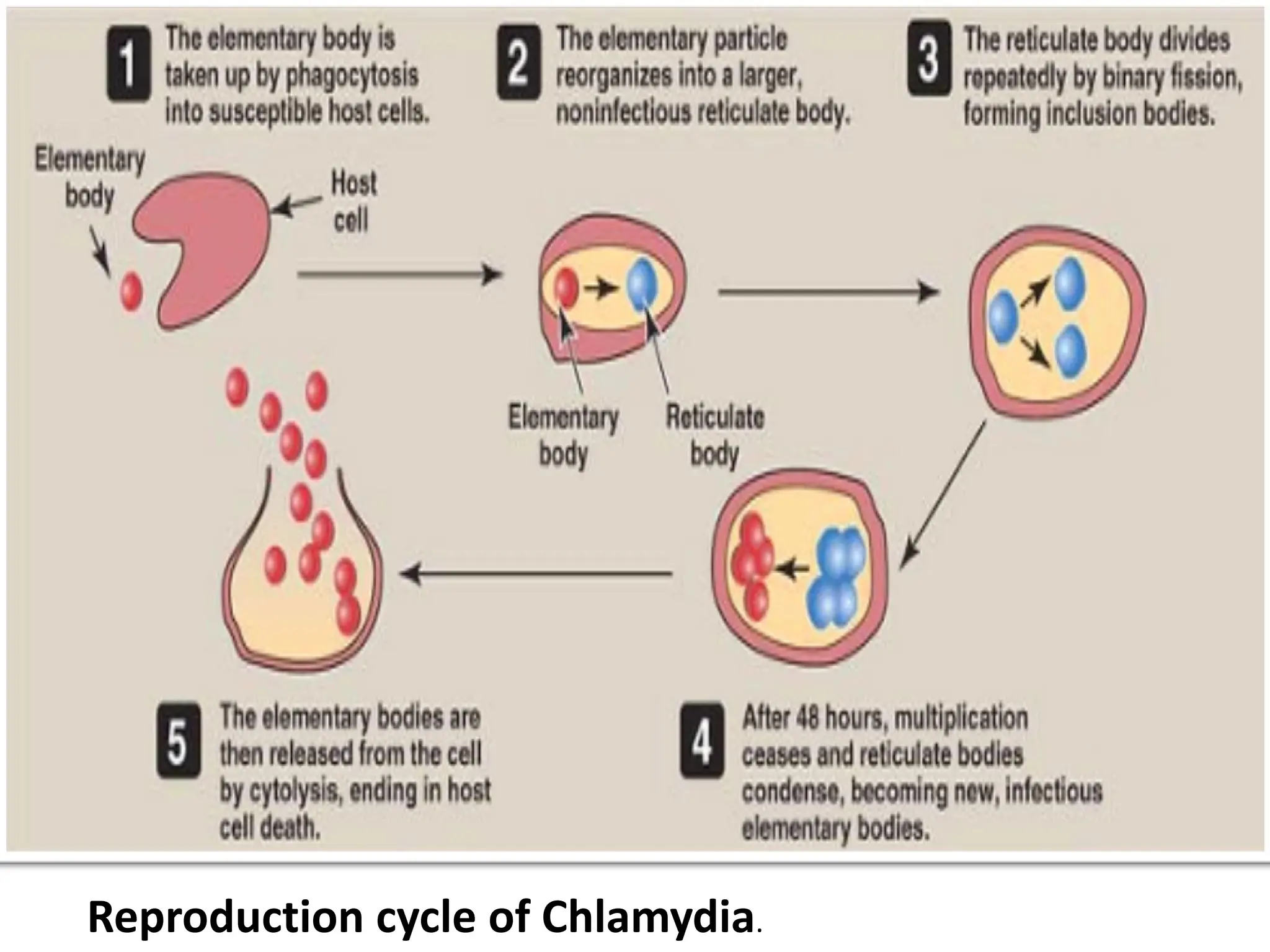 Reproduction cycle of Chlamydia.
 