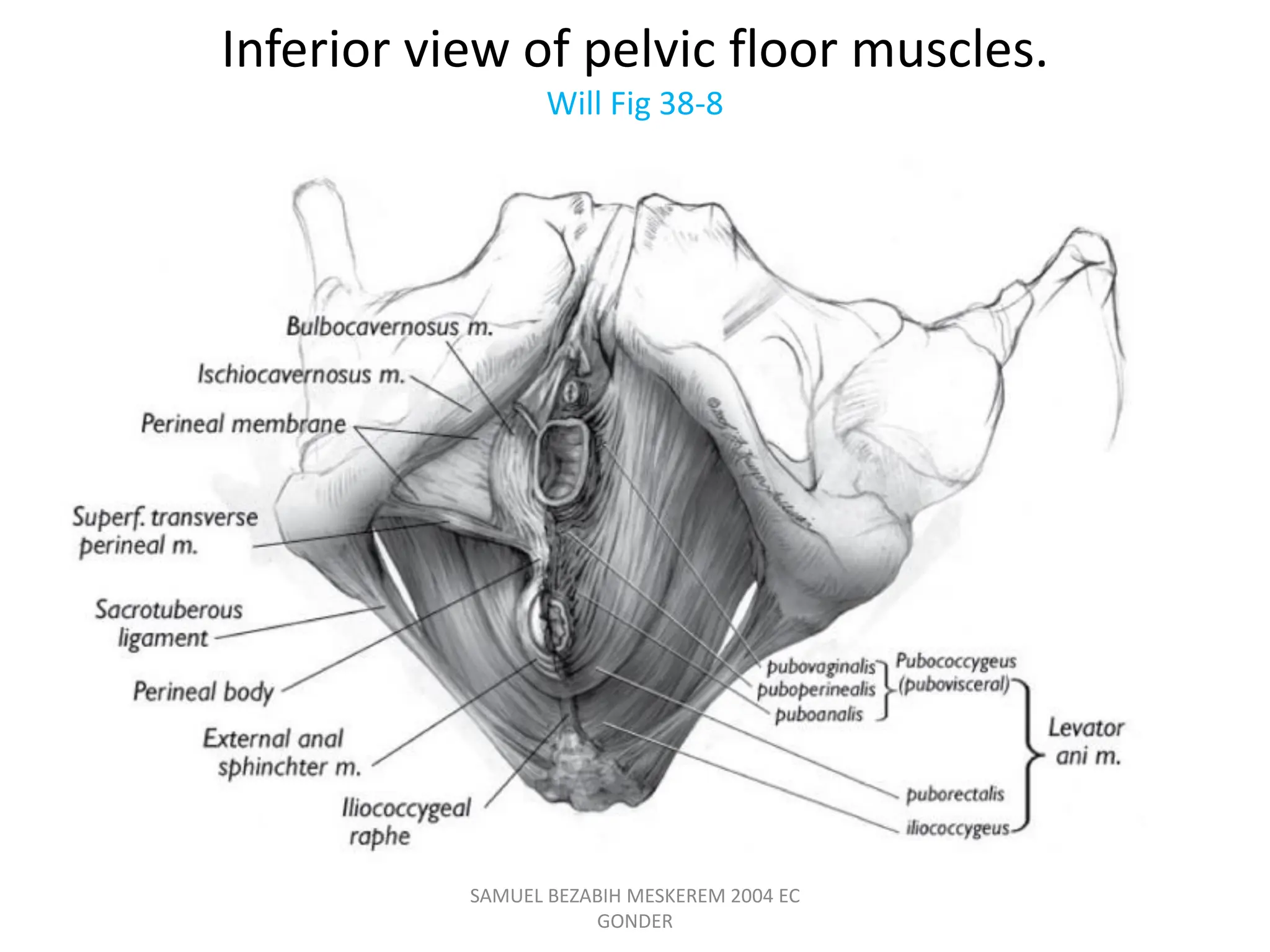 Inferior view of pelvic floor muscles.
Will Fig 38-8
SAMUEL BEZABIH MESKEREM 2004 EC
GONDER
 