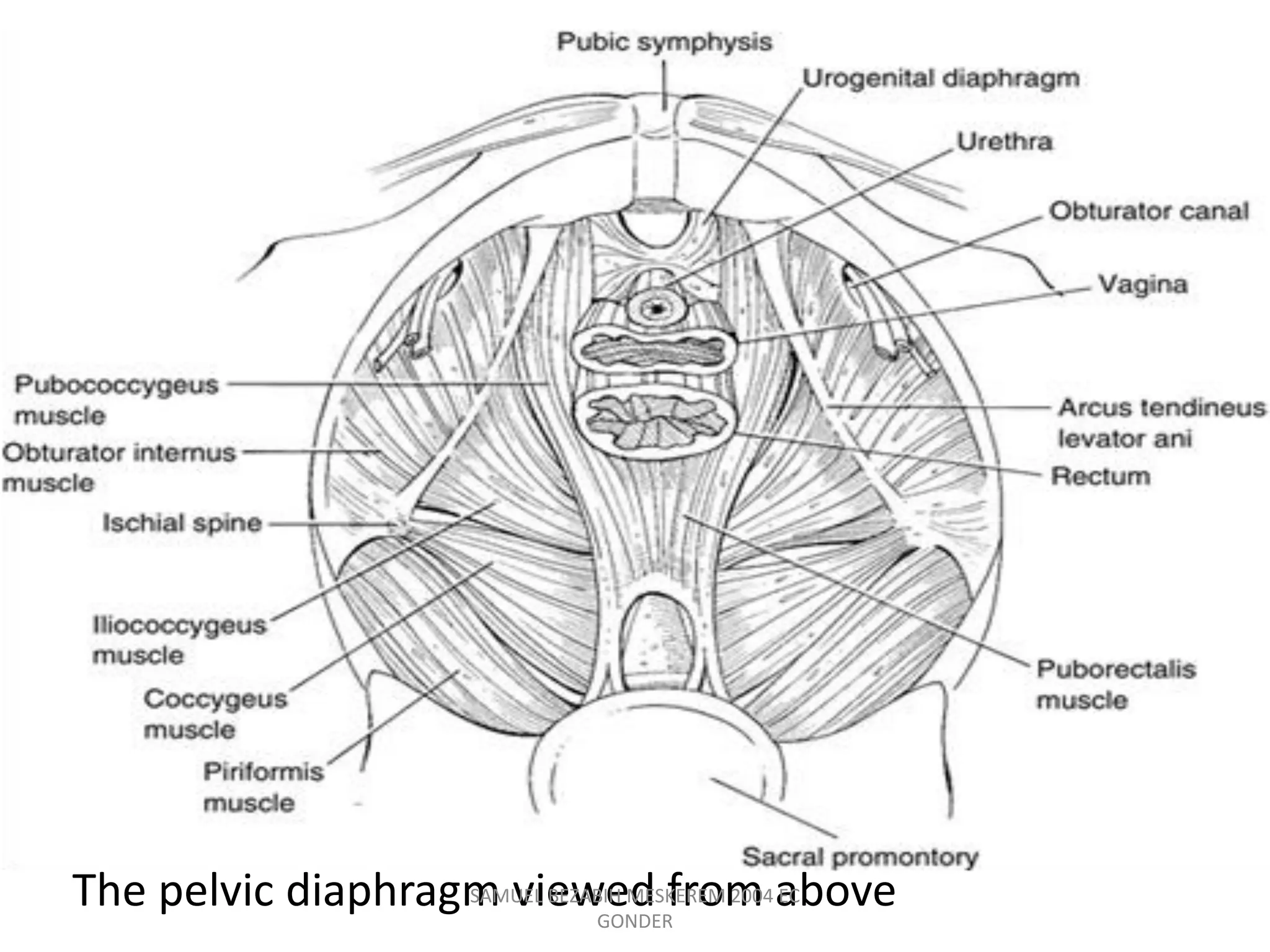 The pelvic diaphragm viewed from above
SAMUEL BEZABIH MESKEREM 2004 EC
GONDER
 