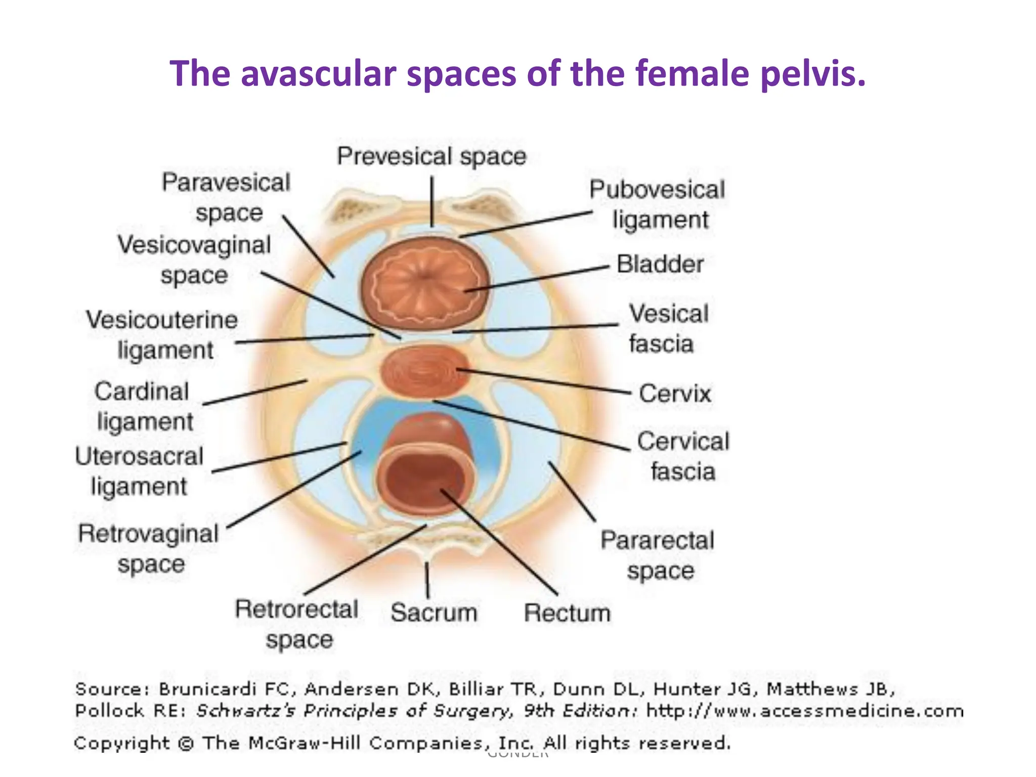 The avascular spaces of the female pelvis.
SAMUEL BEZABIH MESKEREM 2004 EC
GONDER
 