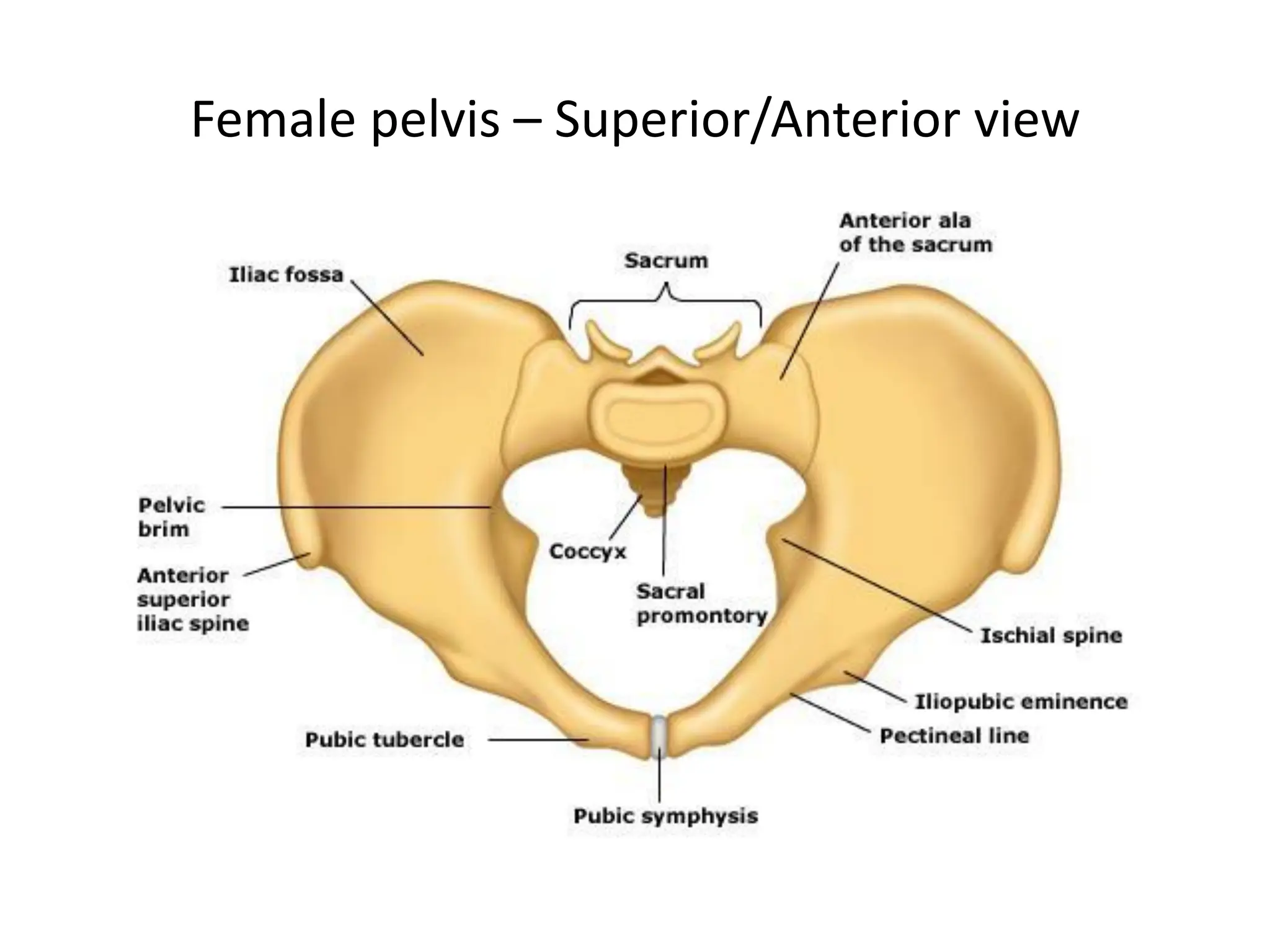 Female pelvis – Superior/Anterior view
 