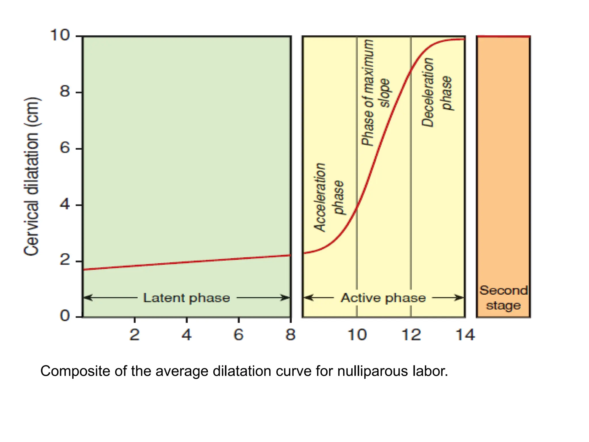 Composite of the average dilatation curve for nulliparous labor.
 