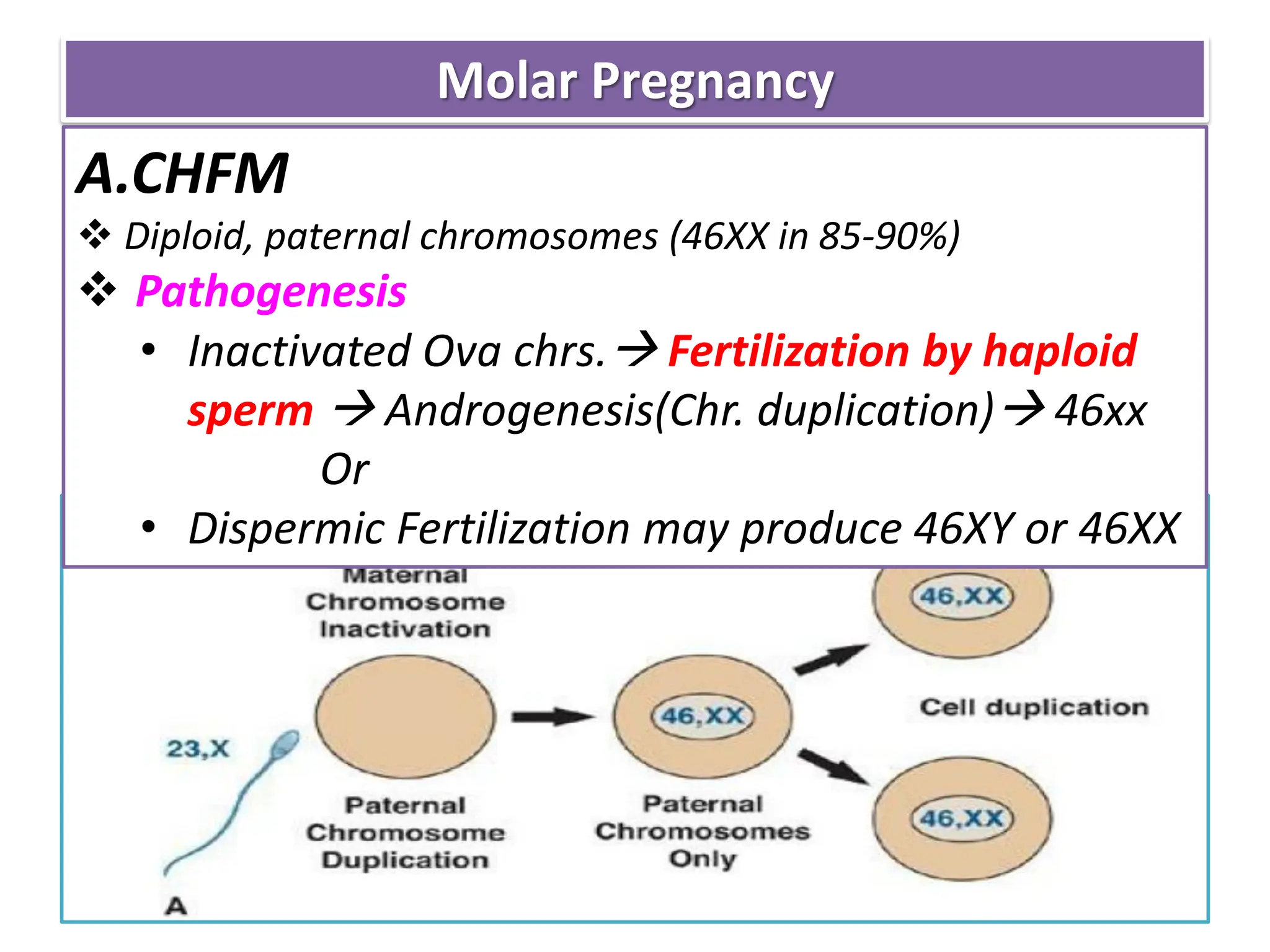 Molar Pregnancy
A.CHFM
 Diploid, paternal chromosomes (46XX in 85-90%)
 Pathogenesis
• Inactivated Ova chrs. Fertilization by haploid
sperm  Androgenesis(Chr. duplication) 46xx
Or
• Dispermic Fertilization may produce 46XY or 46XX
 