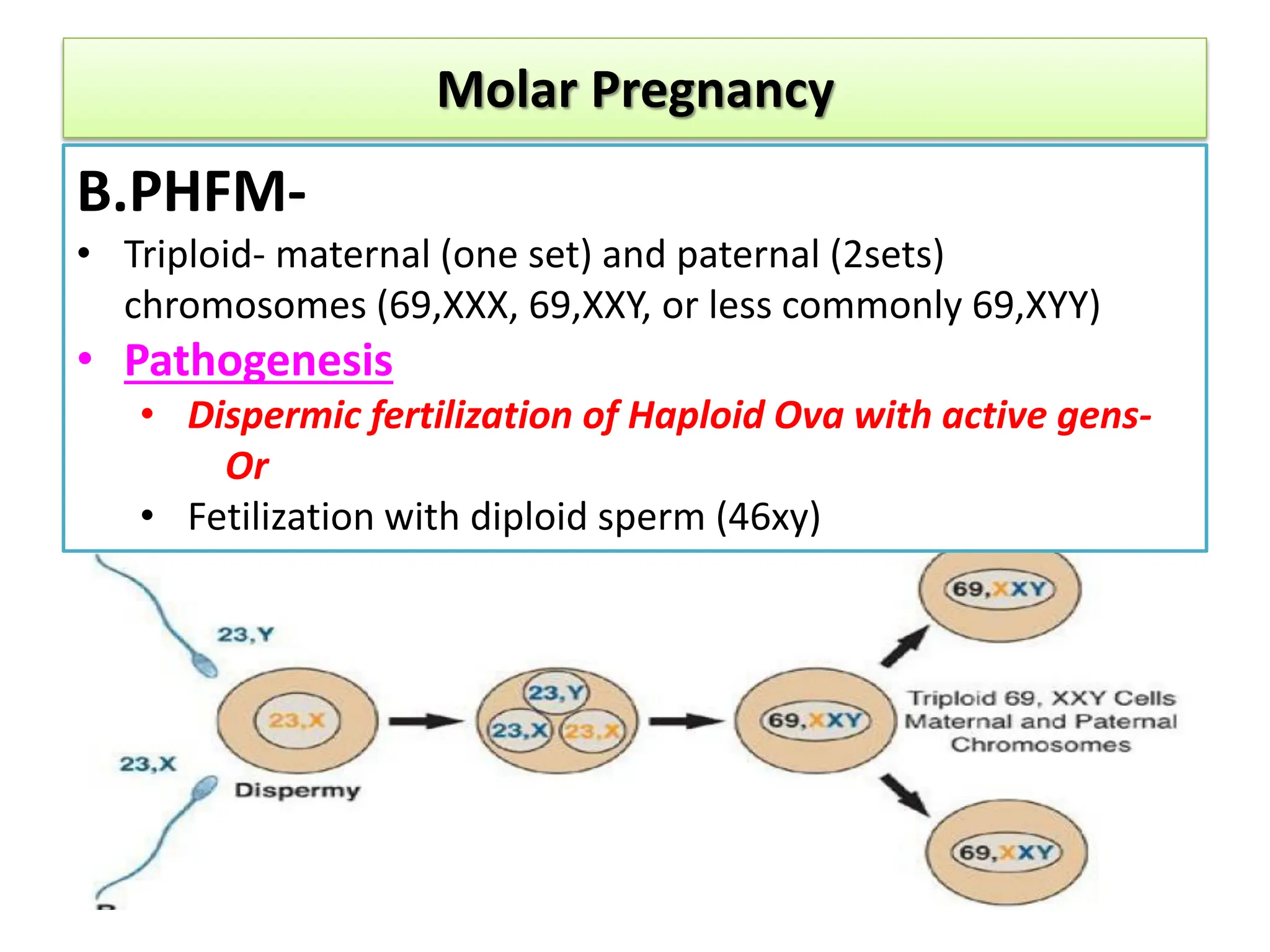 Molar Pregnancy
B.PHFM-
• Triploid- maternal (one set) and paternal (2sets)
chromosomes (69,XXX, 69,XXY, or less commonly 69,XYY)
• Pathogenesis
• Dispermic fertilization of Haploid Ova with active gens-
Or
• Fetilization with diploid sperm (46xy)
 