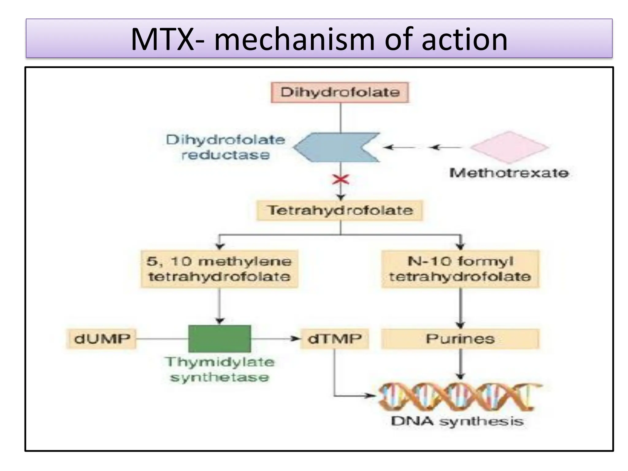 MTX- mechanism of action
 