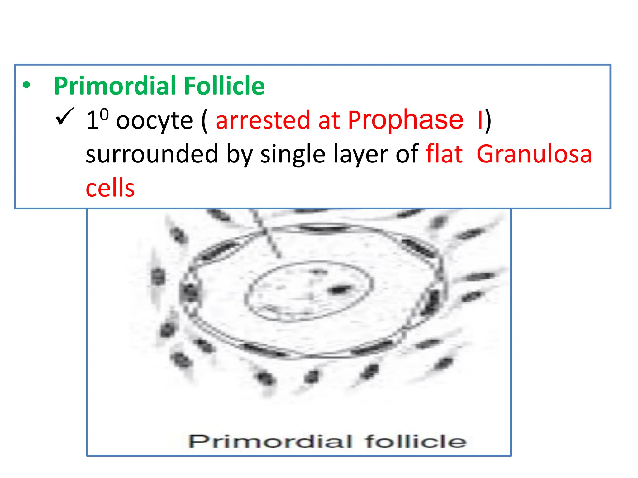 • Primordial Follicle
 10 oocyte ( arrested at Prophase I)
surrounded by single layer of flat Granulosa
cells
 