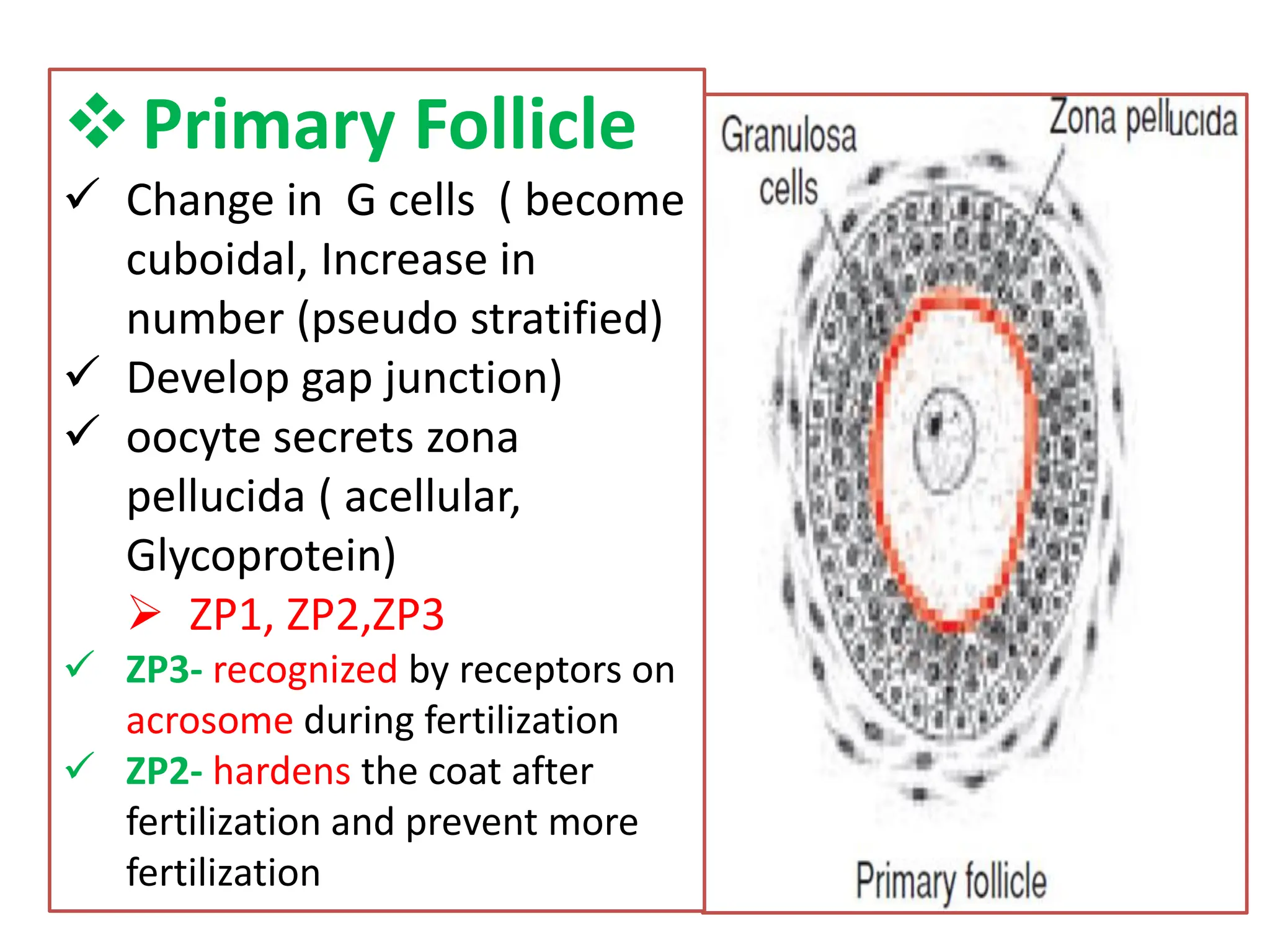 Primary Follicle
 Change in G cells ( become
cuboidal, Increase in
number (pseudo stratified)
 Develop gap junction)
 oocyte secrets zona
pellucida ( acellular,
Glycoprotein)
 ZP1, ZP2,ZP3
 ZP3- recognized by receptors on
acrosome during fertilization
 ZP2- hardens the coat after
fertilization and prevent more
fertilization
 