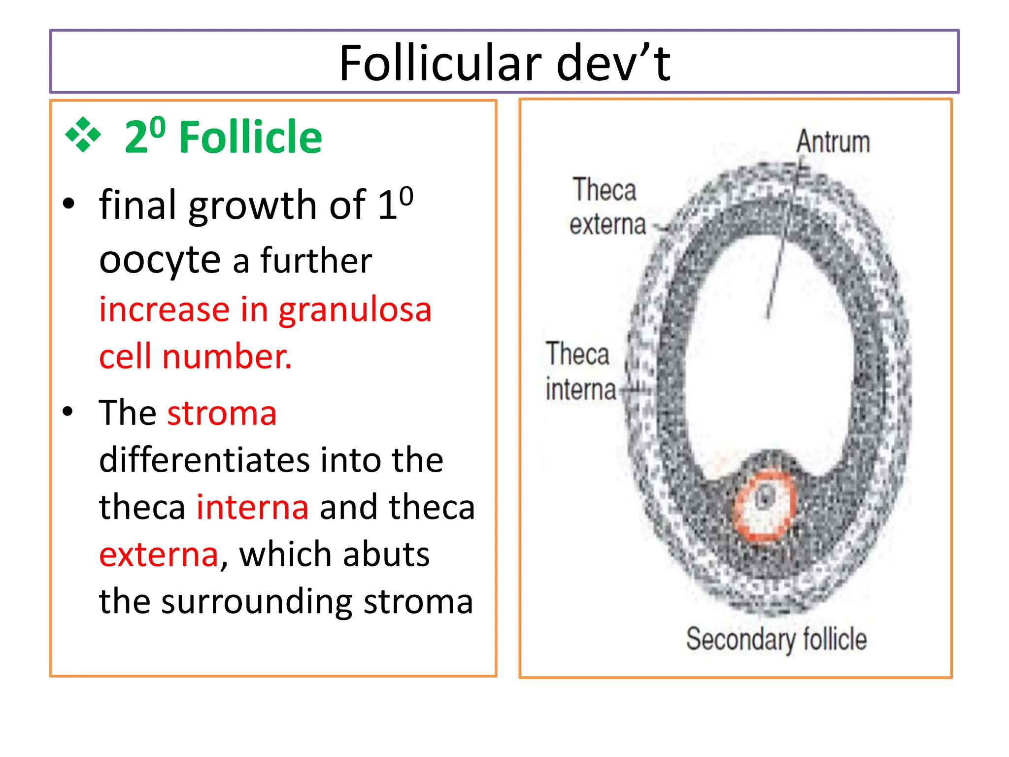 Follicular dev’t
 20 Follicle
• final growth of 10
oocyte a further
increase in granulosa
cell number.
• The stroma
differentiates into the
theca interna and theca
externa, which abuts
the surrounding stroma
 