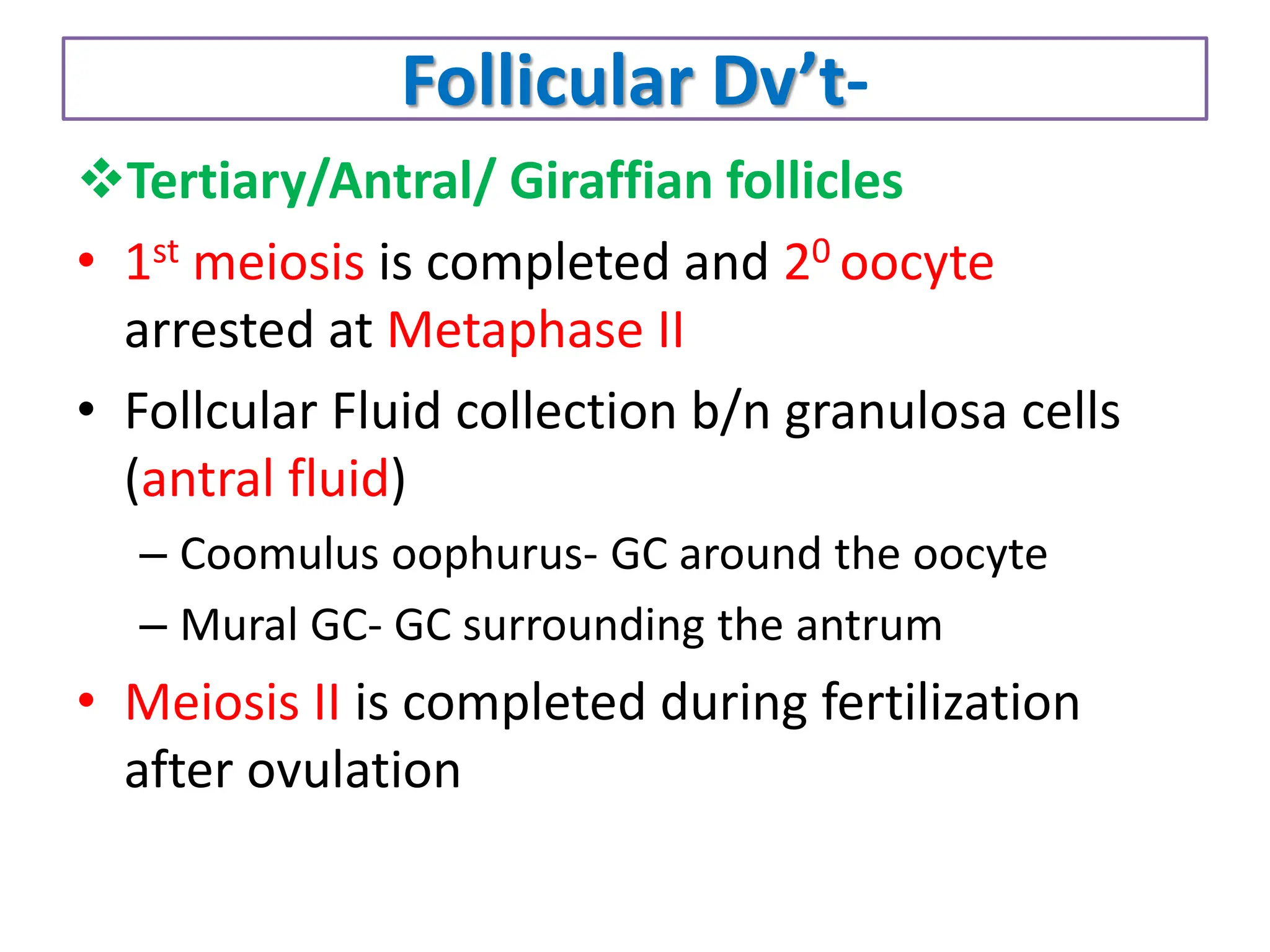 Follicular Dv’t-
Tertiary/Antral/ Giraffian follicles
• 1st meiosis is completed and 20 oocyte
arrested at Metaphase II
• Follcular Fluid collection b/n granulosa cells
(antral fluid)
– Coomulus oophurus- GC around the oocyte
– Mural GC- GC surrounding the antrum
• Meiosis II is completed during fertilization
after ovulation
 