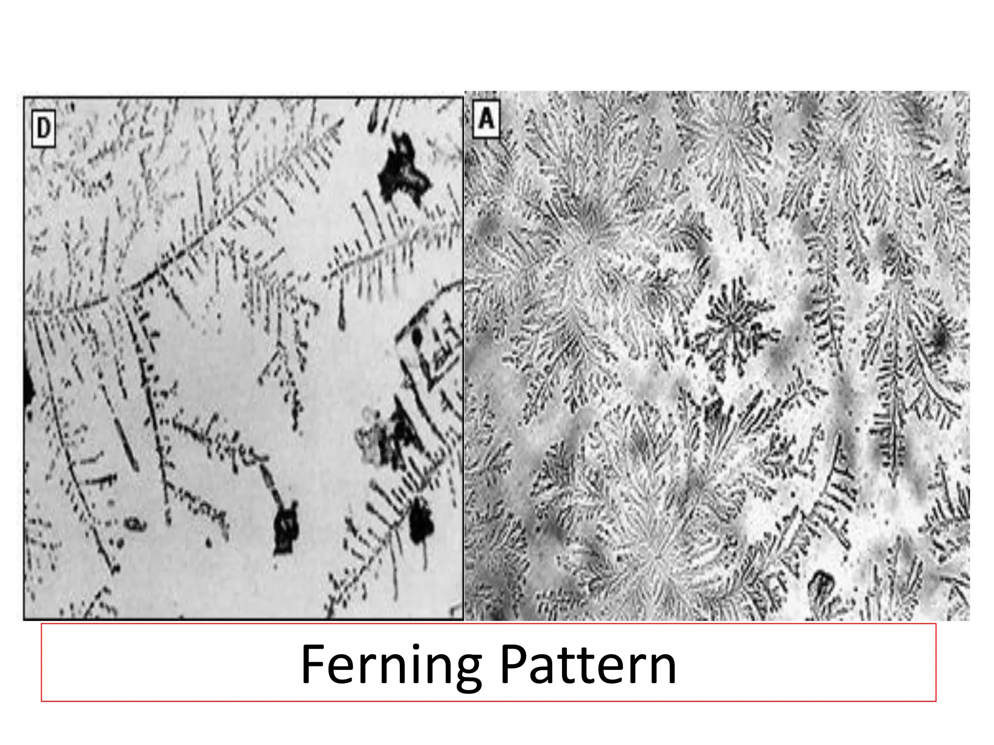 Ferning Pattern
 