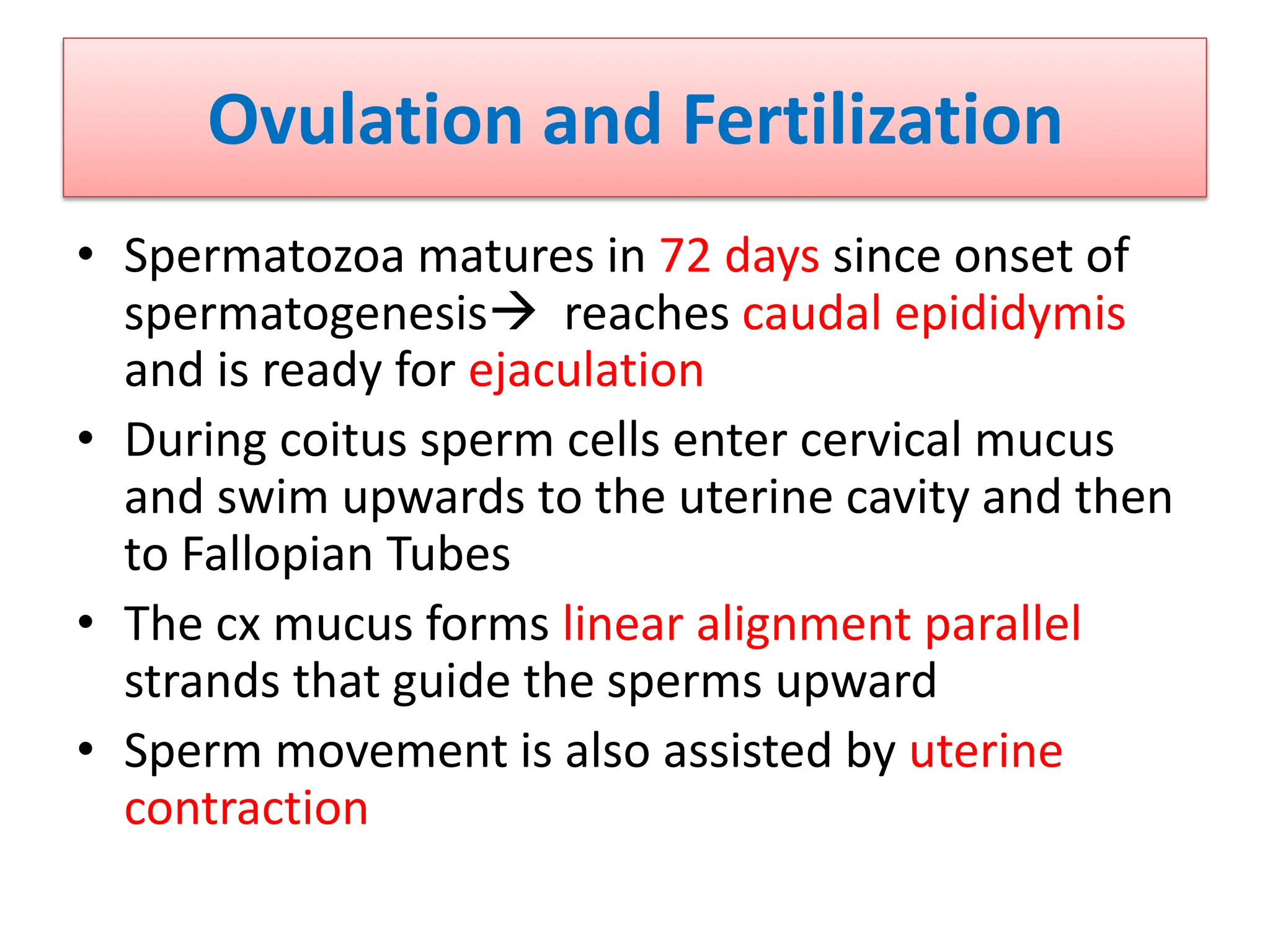 Ovulation and Fertilization
• Spermatozoa matures in 72 days since onset of
spermatogenesis reaches caudal epididymis
and is ready for ejaculation
• During coitus sperm cells enter cervical mucus
and swim upwards to the uterine cavity and then
to Fallopian Tubes
• The cx mucus forms linear alignment parallel
strands that guide the sperms upward
• Sperm movement is also assisted by uterine
contraction
 