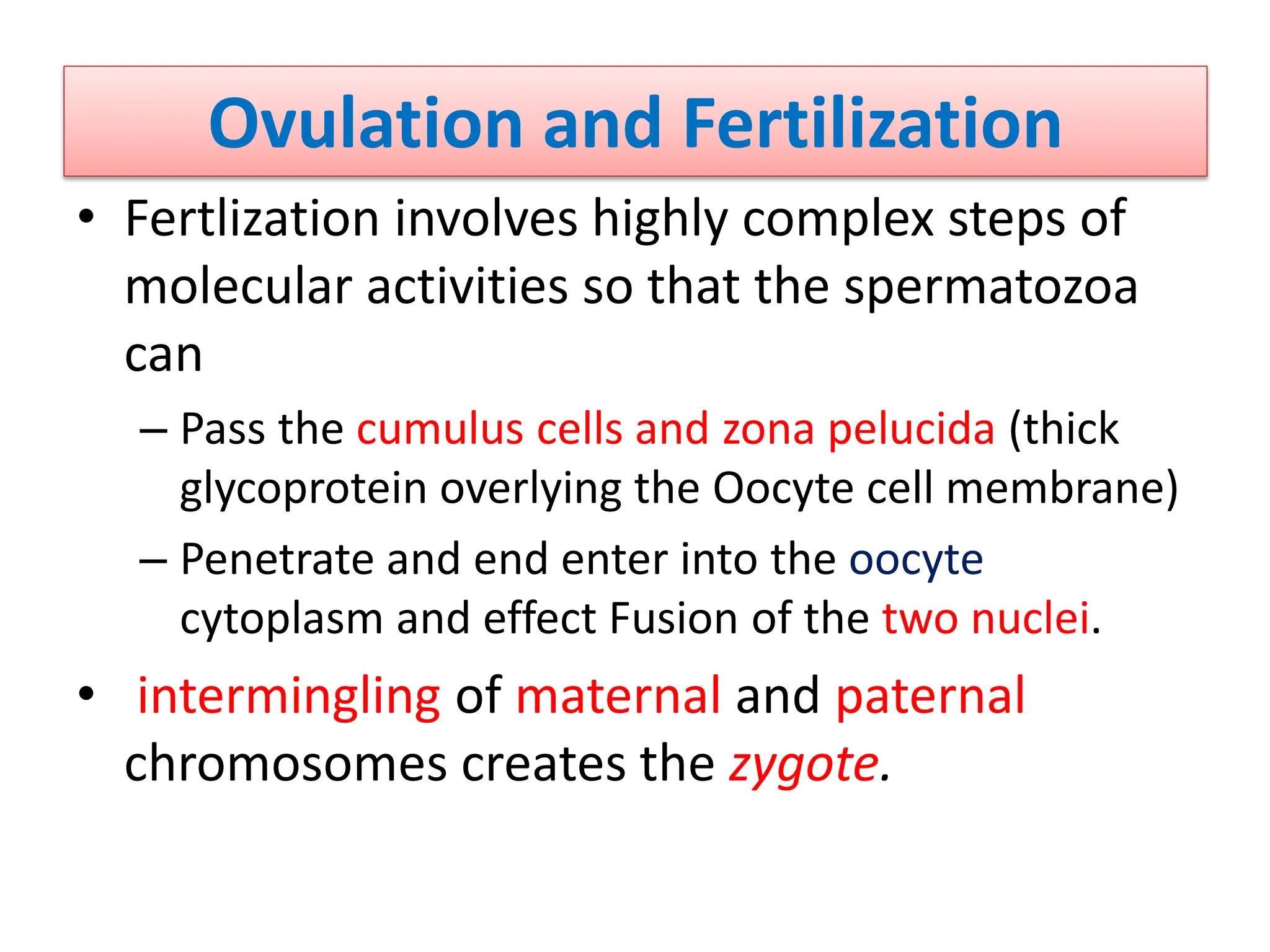 Ovulation and Fertilization
• Fertlization involves highly complex steps of
molecular activities so that the spermatozoa
can
– Pass the cumulus cells and zona pelucida (thick
glycoprotein overlying the Oocyte cell membrane)
– Penetrate and end enter into the oocyte
cytoplasm and effect Fusion of the two nuclei.
• intermingling of maternal and paternal
chromosomes creates the zygote.
 