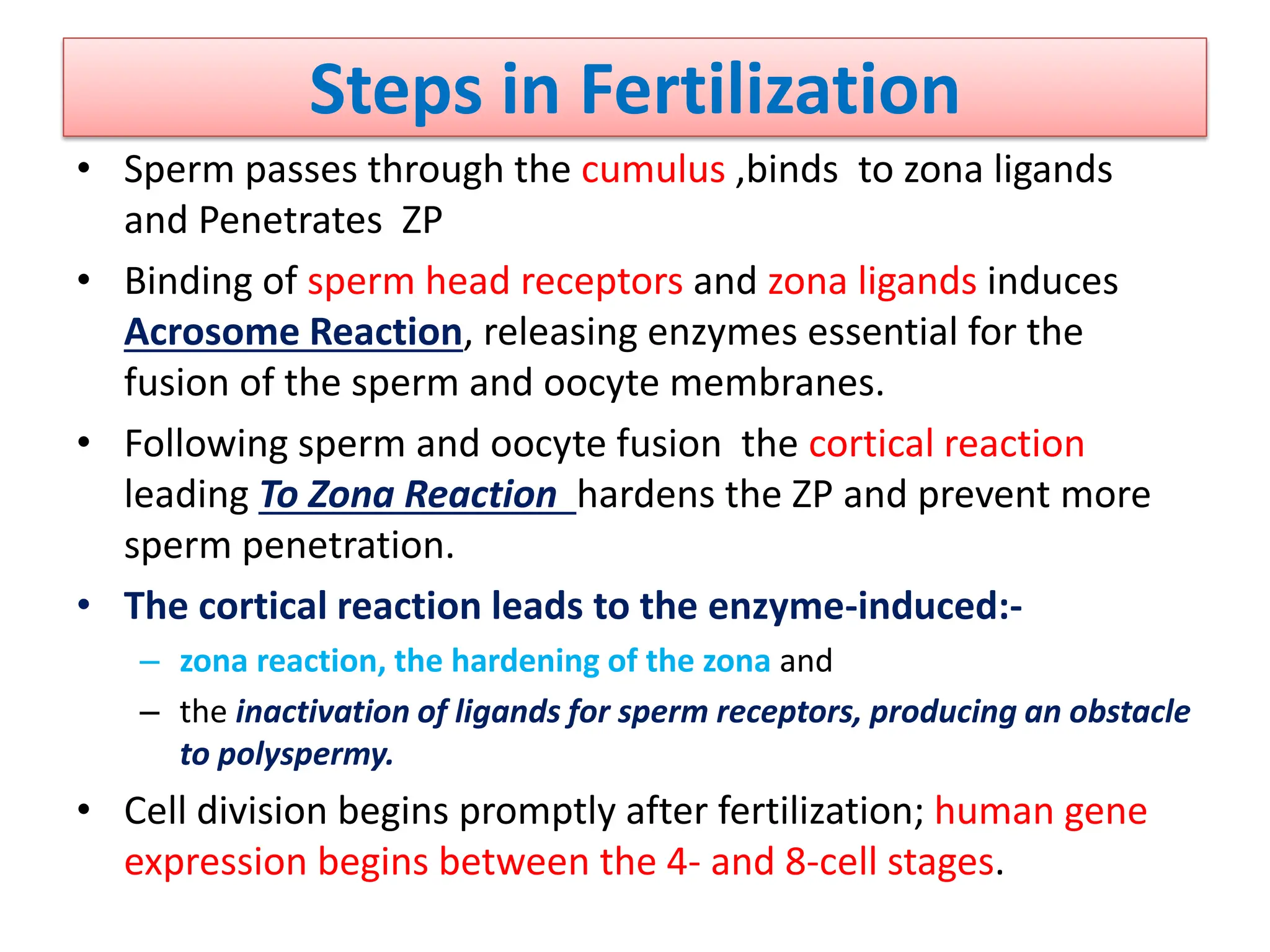 Steps in Fertilization
• Sperm passes through the cumulus ,binds to zona ligands
and Penetrates ZP
• Binding of sperm head receptors and zona ligands induces
Acrosome Reaction, releasing enzymes essential for the
fusion of the sperm and oocyte membranes.
• Following sperm and oocyte fusion the cortical reaction
leading To Zona Reaction hardens the ZP and prevent more
sperm penetration.
• The cortical reaction leads to the enzyme-induced:-
– zona reaction, the hardening of the zona and
– the inactivation of ligands for sperm receptors, producing an obstacle
to polyspermy.
• Cell division begins promptly after fertilization; human gene
expression begins between the 4- and 8-cell stages.
 