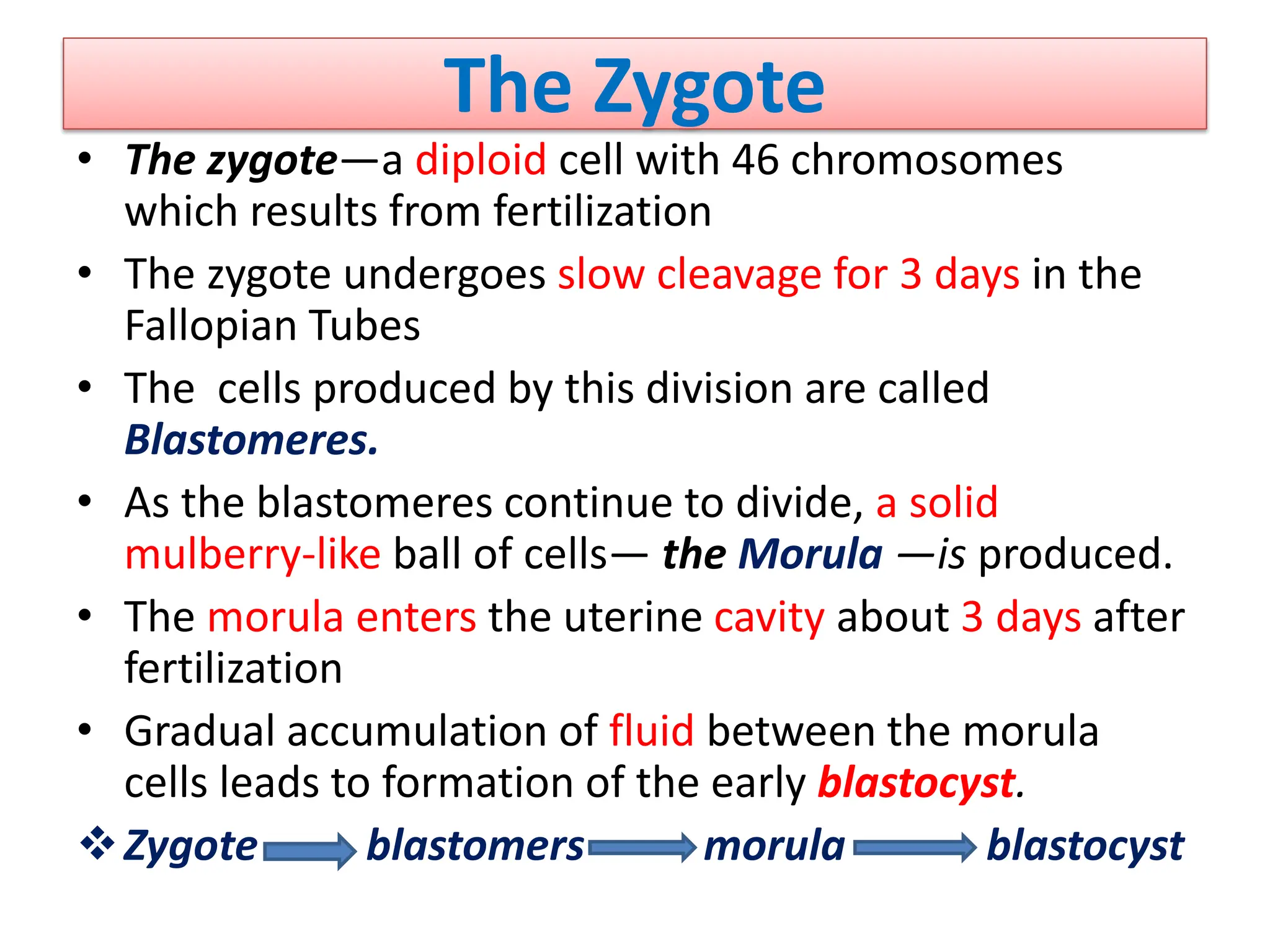 The Zygote
• The zygote—a diploid cell with 46 chromosomes
which results from fertilization
• The zygote undergoes slow cleavage for 3 days in the
Fallopian Tubes
• The cells produced by this division are called
Blastomeres.
• As the blastomeres continue to divide, a solid
mulberry-like ball of cells— the Morula —is produced.
• The morula enters the uterine cavity about 3 days after
fertilization
• Gradual accumulation of fluid between the morula
cells leads to formation of the early blastocyst.
Zygote blastomers morula blastocyst
 