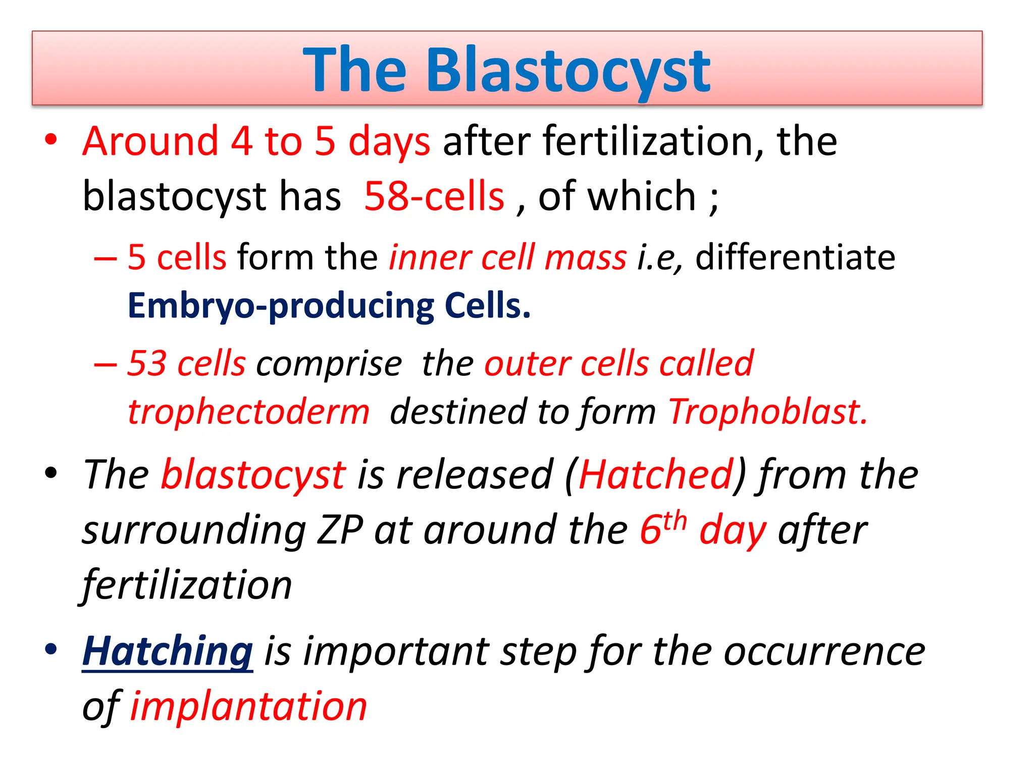 The Blastocyst
• Around 4 to 5 days after fertilization, the
blastocyst has 58-cells , of which ;
– 5 cells form the inner cell mass i.e, differentiate
Embryo-producing Cells.
– 53 cells comprise the outer cells called
trophectoderm destined to form Trophoblast.
• The blastocyst is released (Hatched) from the
surrounding ZP at around the 6th day after
fertilization
• Hatching is important step for the occurrence
of implantation
 