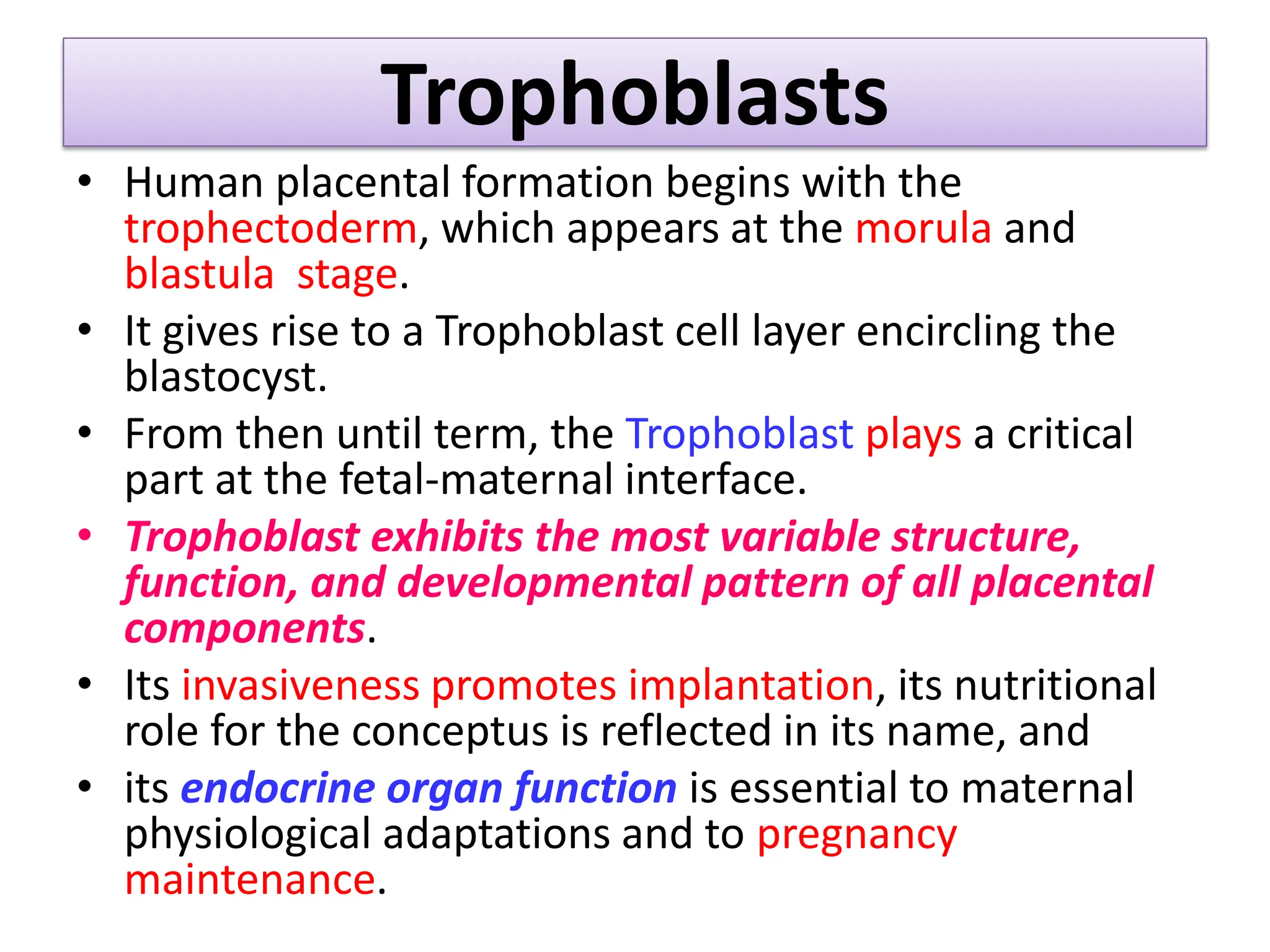 Trophoblasts
• Human placental formation begins with the
trophectoderm, which appears at the morula and
blastula stage.
• It gives rise to a Trophoblast cell layer encircling the
blastocyst.
• From then until term, the Trophoblast plays a critical
part at the fetal-maternal interface.
• Trophoblast exhibits the most variable structure,
function, and developmental pattern of all placental
components.
• Its invasiveness promotes implantation, its nutritional
role for the conceptus is reflected in its name, and
• its endocrine organ function is essential to maternal
physiological adaptations and to pregnancy
maintenance.
 