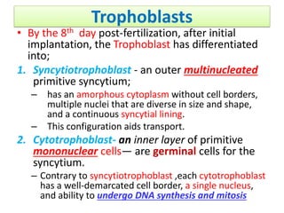 Trophoblasts
• By the 8th day post-fertilization, after initial
implantation, the Trophoblast has differentiated
into;
1. Syncytiotrophoblast - an outer multinucleated
primitive syncytium;
– has an amorphous cytoplasm without cell borders,
multiple nuclei that are diverse in size and shape,
and a continuous syncytial lining.
– This configuration aids transport.
2. Cytotrophoblast- an inner layer of primitive
mononuclear cells— are germinal cells for the
syncytium.
– Contrary to syncytiotrophoblast ,each cytotrophoblast
has a well-demarcated cell border, a single nucleus,
and ability to undergo DNA synthesis and mitosis
 