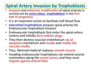 Spiral Artery Invasion by Trophoblasts
• Invasion and extensive modification of spiral arteries is
carried out by extra vilous trophoblasts in the first
half of pregnancy
• It is an important action to facilitate UxP blood flow
• Interstitial trophoblasts prepare spiral arteries for
Endovascular trophoblast invasion
• Endovascular trophoblasts first enter the spiral-artery
lumens and initially form cellular plugs.
• They then destroy vascular endothelium via an
apoptosis mechanism and invade and modify the
vascular media.
• Thus, fibrinoid material replaces smooth muscle
• Invading endovascular trophoblasts can extend several
centimeters along the vessel lumen, and they must
migrate against arterial flow
 