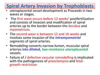 Spiral Artery Invasion by Trophoblasts
• uteroplacental vessel development as Proceeds in two
waves or stages.
• The first wave occurs before 12 weeks’ postfertilization
and consists of invasion and modification of spiral
arteries up to the border between the decidua and
myometrium.
• The second wave is between 12 and 16 weeks and
involves some invasion of the intramyometrial
segments of spiral arteries.
• Remodeling converts narrow-lumen, muscular spiral
arteries into dilated, low-resistance uteroplacental
vessels.
• Failure of / defective vascular remodelling is implicated
with the pathogenesis of preeclampsia and fetal-
growth restriction
 