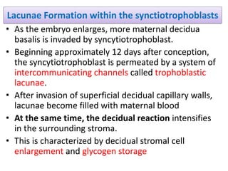 Lacunae Formation within the synctiotrophoblasts
• As the embryo enlarges, more maternal decidua
basalis is invaded by syncytiotrophoblast.
• Beginning approximately 12 days after conception,
the syncytiotrophoblast is permeated by a system of
intercommunicating channels called trophoblastic
lacunae.
• After invasion of superficial decidual capillary walls,
lacunae become filled with maternal blood
• At the same time, the decidual reaction intensifies
in the surrounding stroma.
• This is characterized by decidual stromal cell
enlargement and glycogen storage
 
