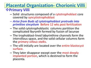 Placental Organization- Chorionic Villi
Primary Villi
– Solid structures composed of a cytotrophoblast core
covered by syncytiotrophoblast
– Arise from Buds of cytotrophoblast protrude into
primitive sincytium Before 12 wks post fertilization
– The solid cytotrophoblastic columns partition the
complicated lbyrynth formed by fusion of lacunae
– The trophoblast-lined labyrinthine channels form the
intervillous space, and the solid cellular columns form
the primary villous stalks.
– The villi initially are located over the entire blastocyst
surface.
– They later disappear except over the most deeply
implanted portion, which is destined to form the
placenta.
 
