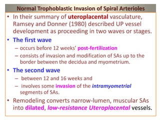 Normal Trophoblastic Invasion of Spiral Arterioles
• In their summary of uteroplacental vasculature,
Ramsey and Donner (1980) described UP vessel
development as proceeding in two waves or stages.
• The first wave
– occurs before 12 weeks’ post-fertilization
– consists of invasion and modification of SAs up to the
border between the decidua and myometrium.
• The second wave
– between 12 and 16 weeks and
– involves some invasion of the intramyometrial
segments of SAs.
• Remodeling converts narrow-lumen, muscular SAs
into dilated, low-resistance Uteroplacental vessels.
 